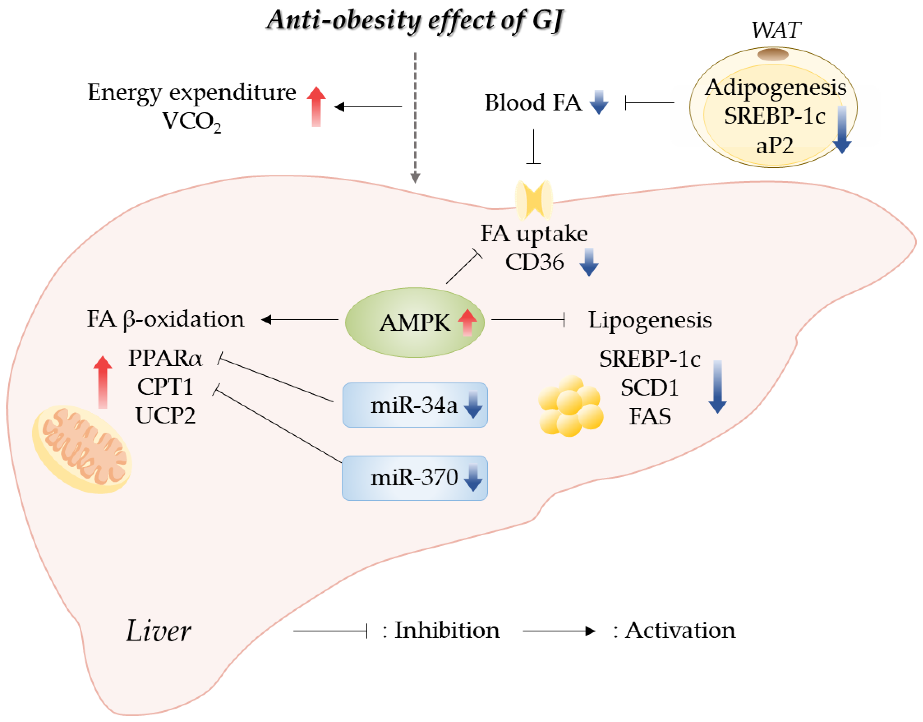 Antioxidants 12 01053 g006