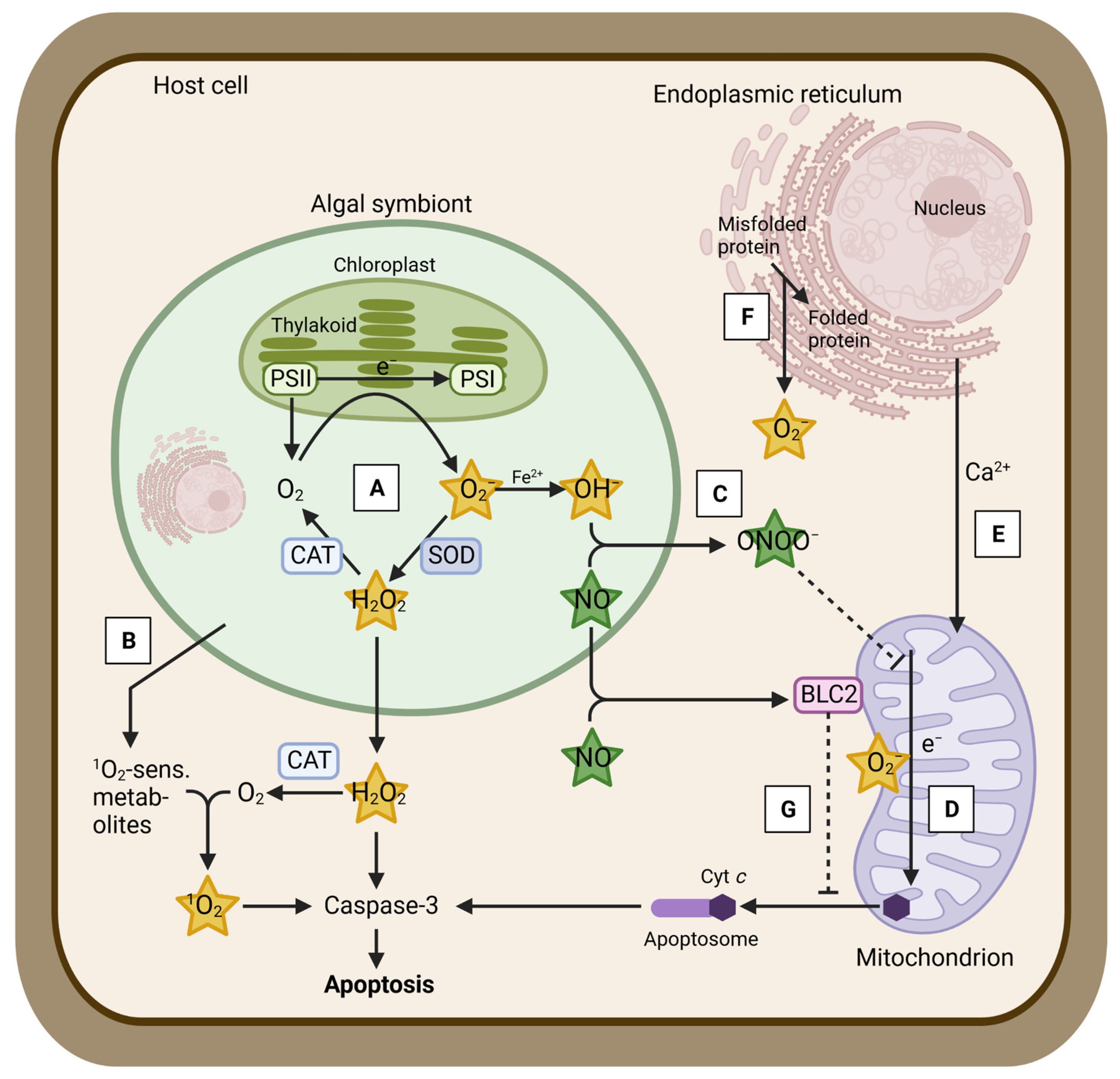 Antioxidants 12 01057 g001