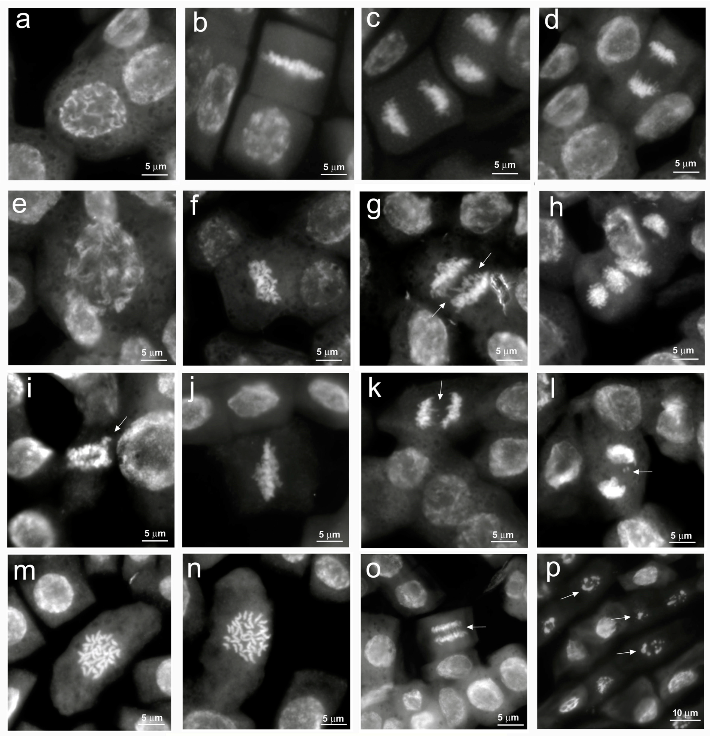 Antioxidants 12 01060 g003