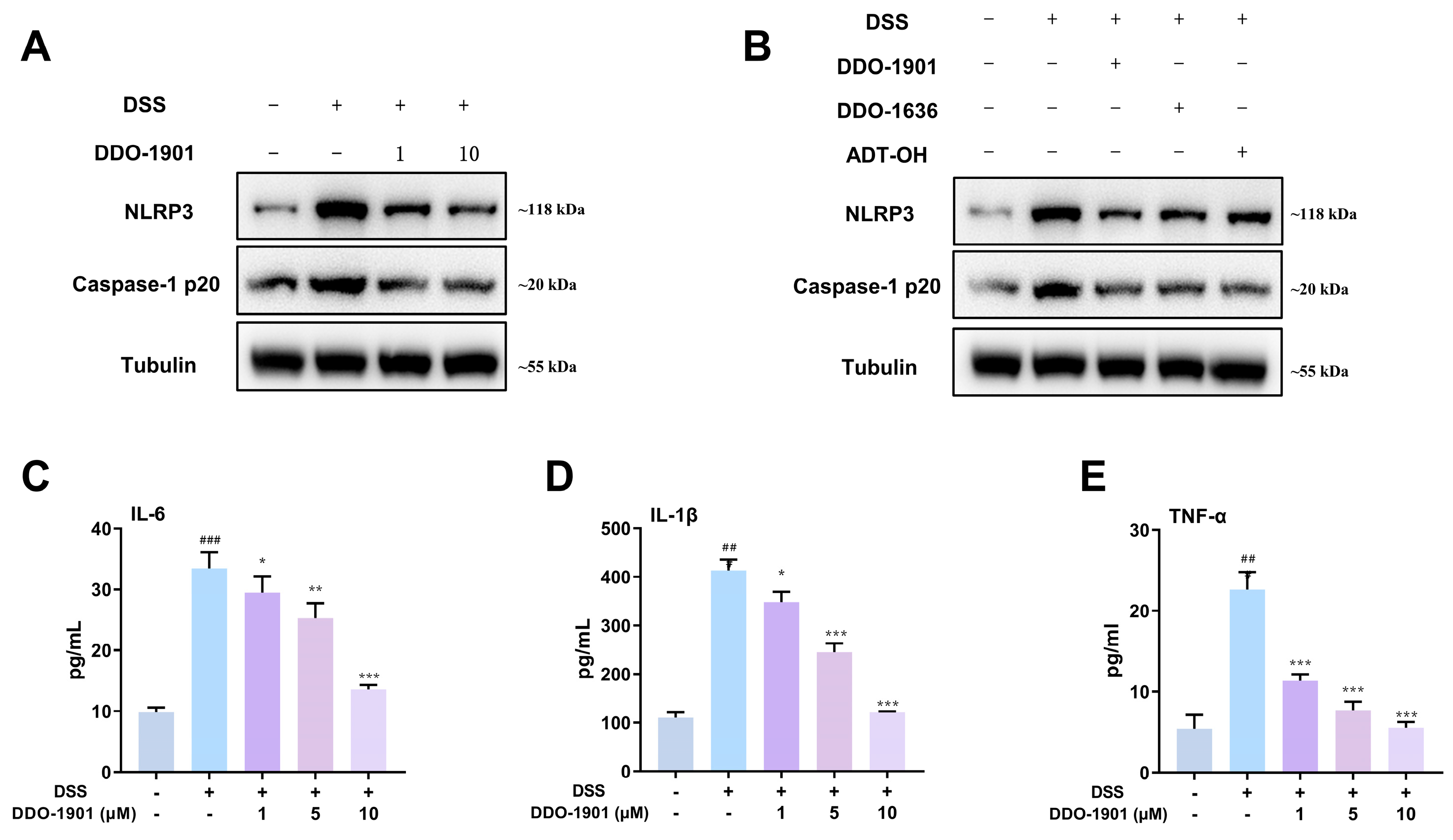 Antioxidants 12 01062 g004