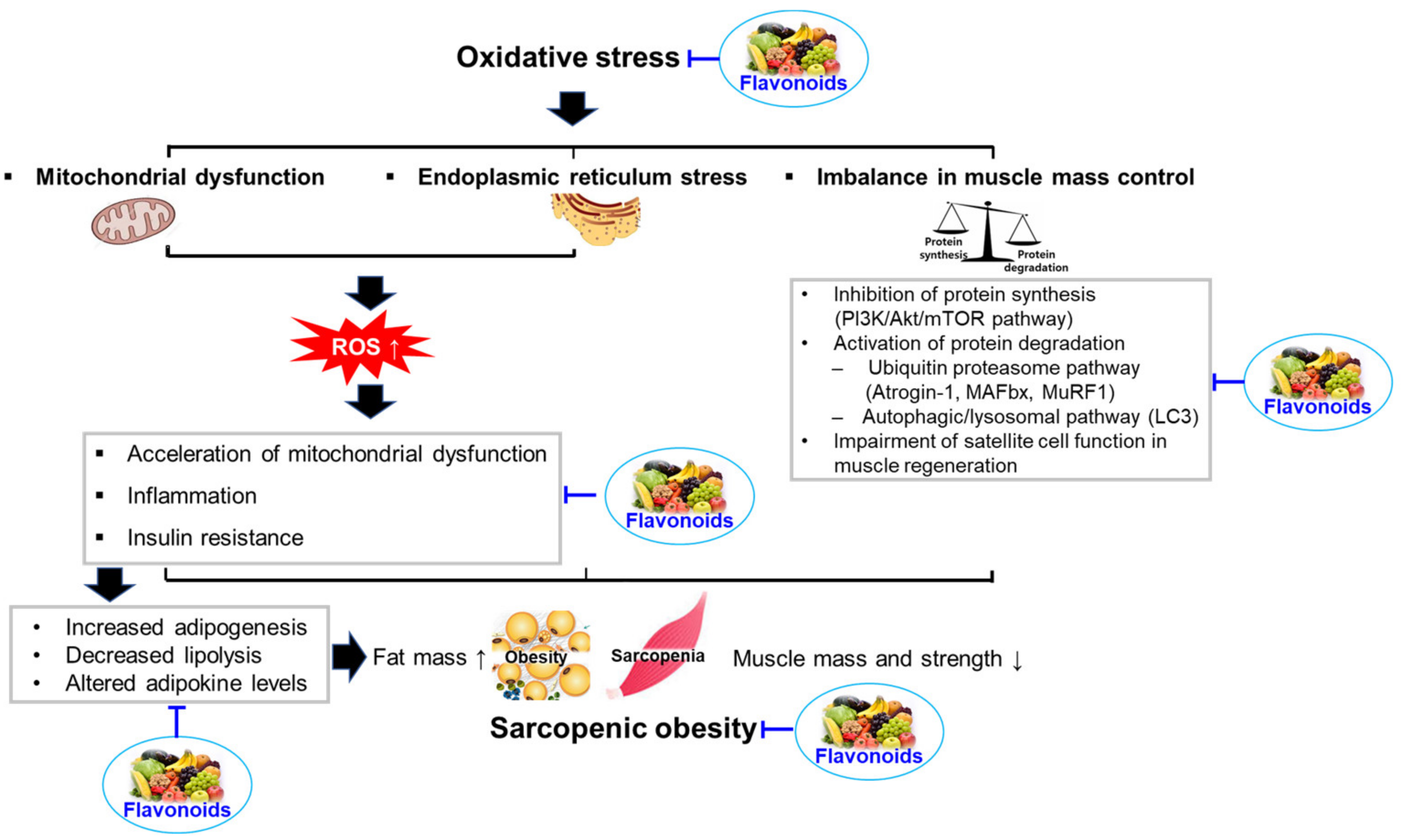 Antioxidants 12 01063 g003 Antioxidants 12 01063 g003