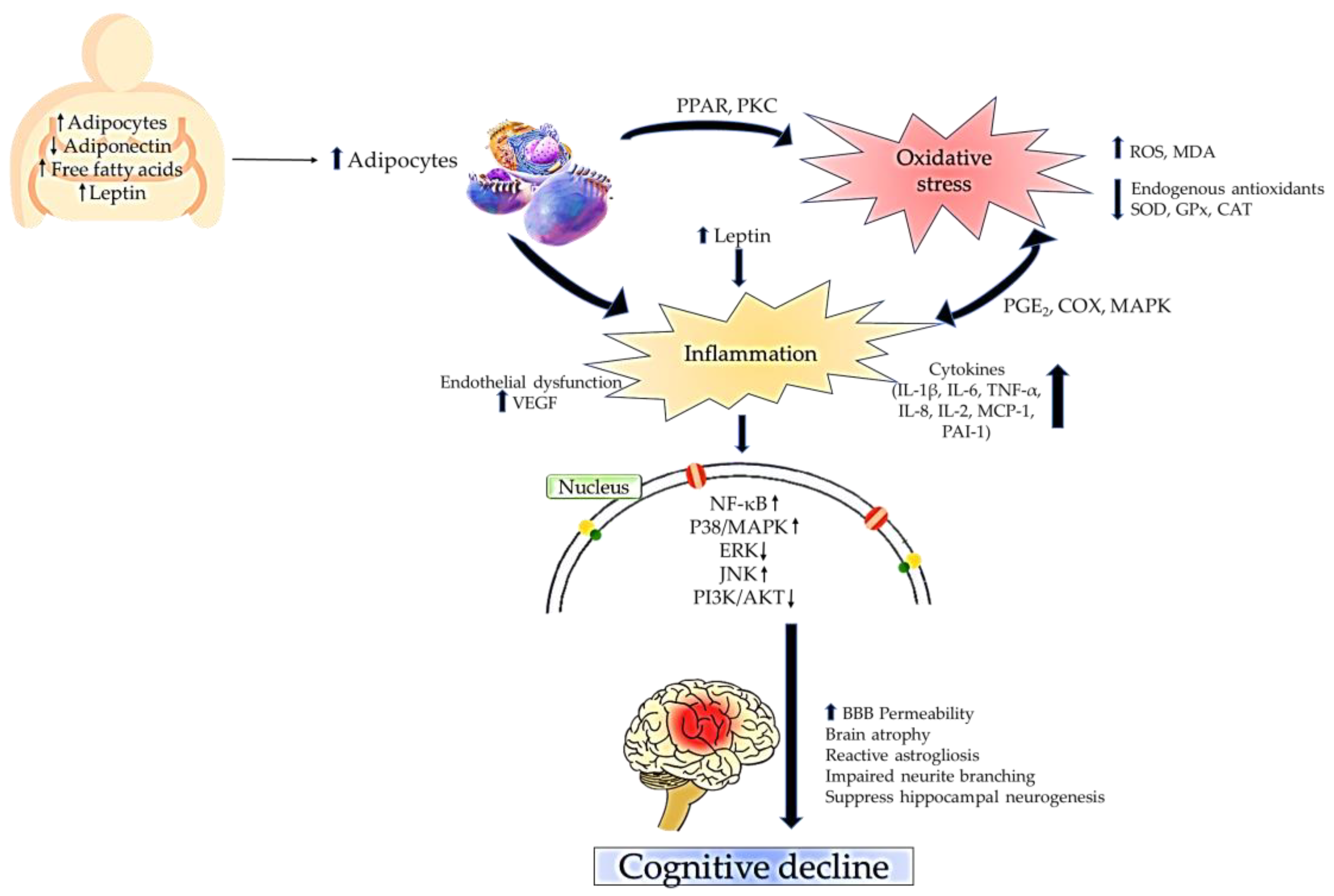 Antioxidants 12 01071 g001