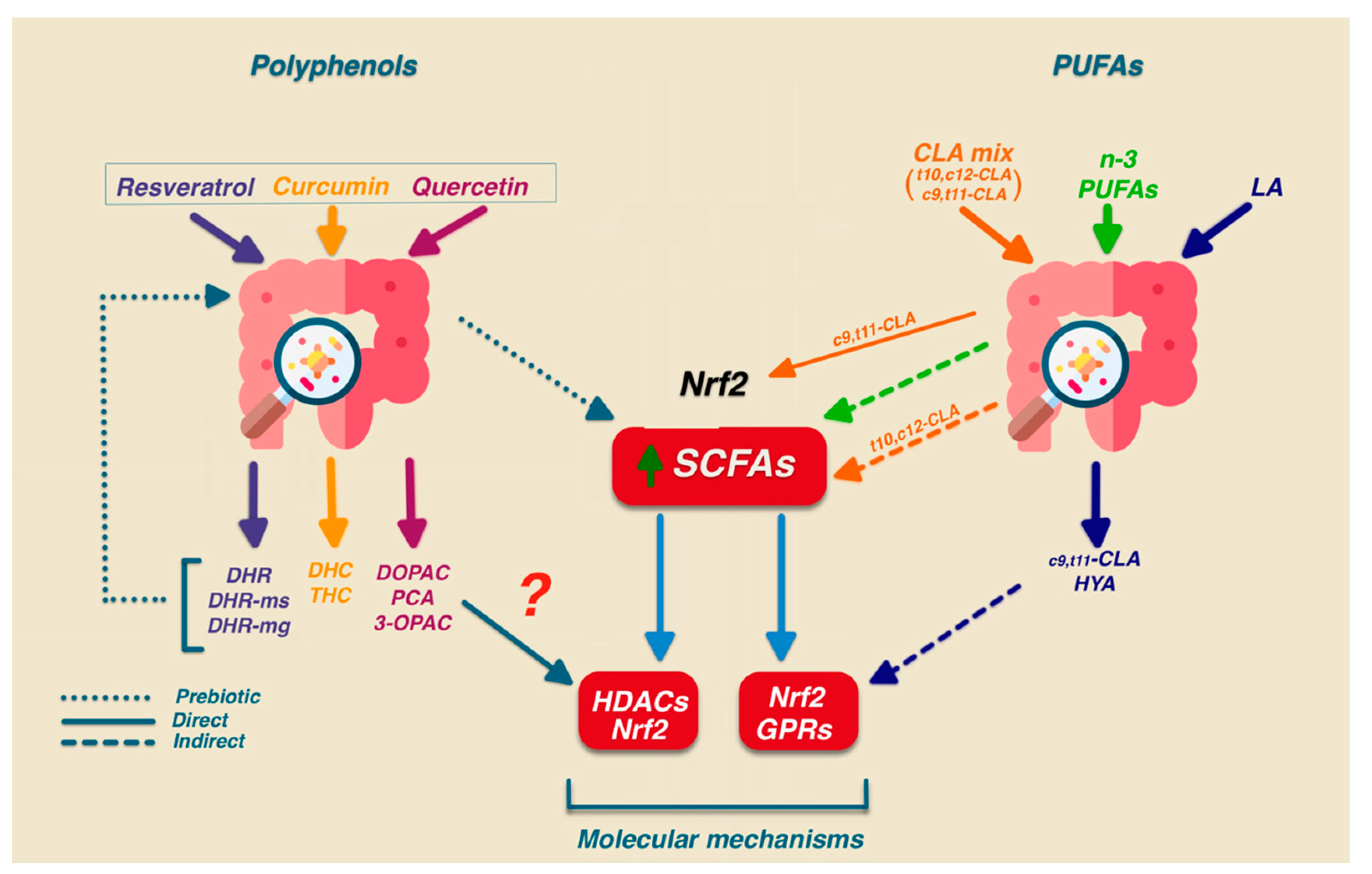 Antioxidants 12 01073 g003 Antioxidants 12 01073 g003