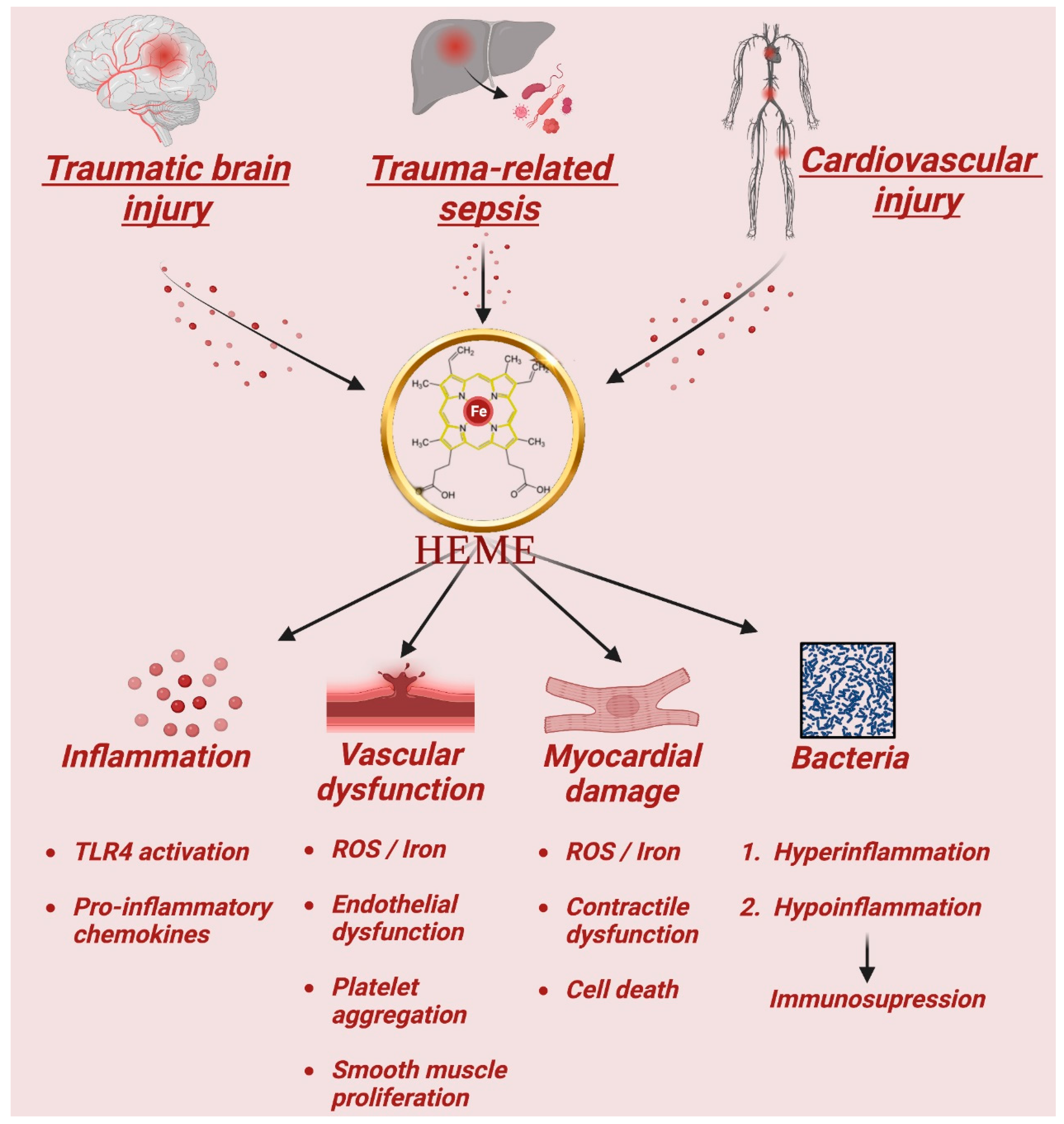 Antioxidants 12 01074 g001 Antioxidants 12 01074 g001