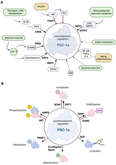 Antioxidants 12 01075 g002