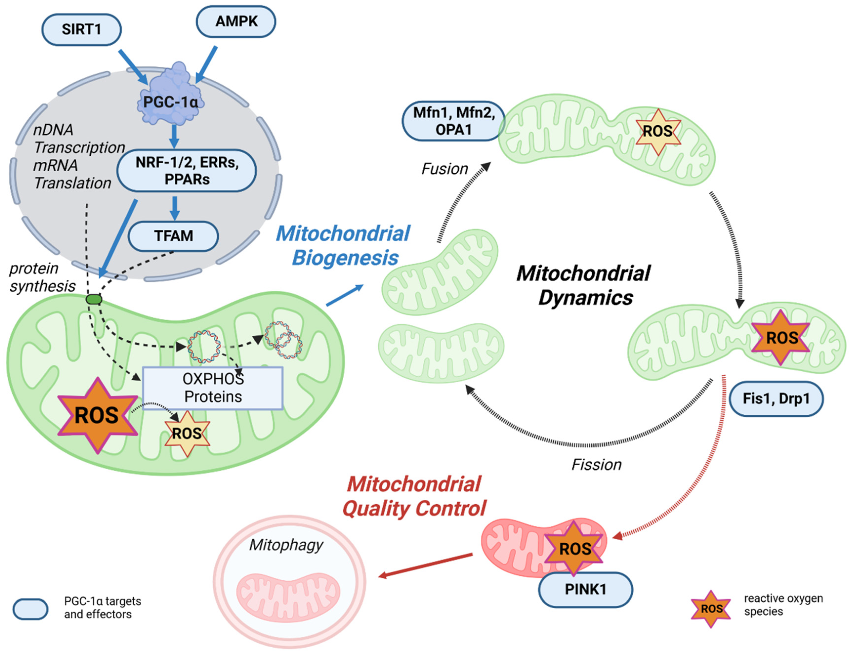 Antioxidants 12 01075 g003 Antioxidants 12 01075 g003