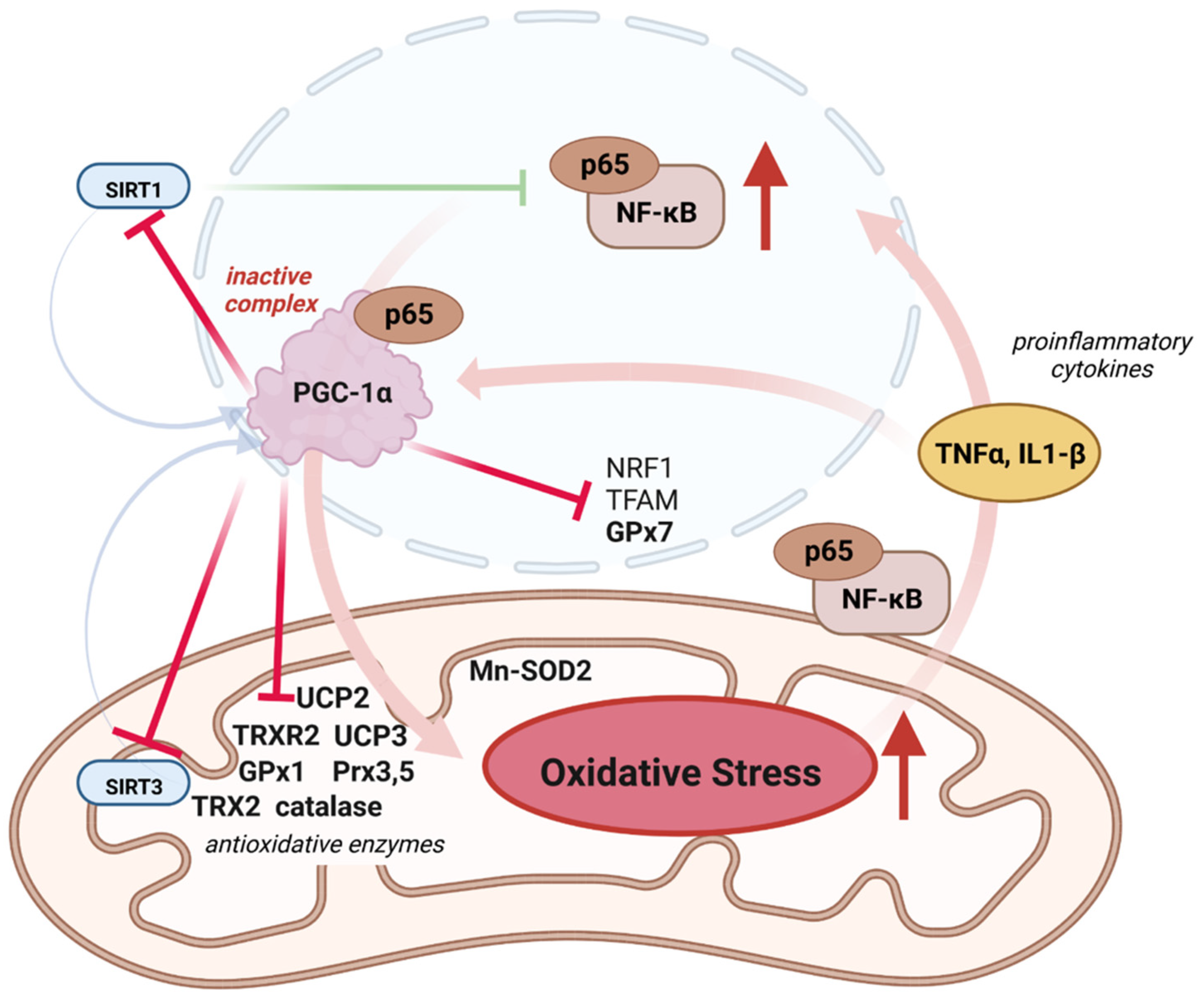 Antioxidants 12 01075 g004 Antioxidants 12 01075 g004
