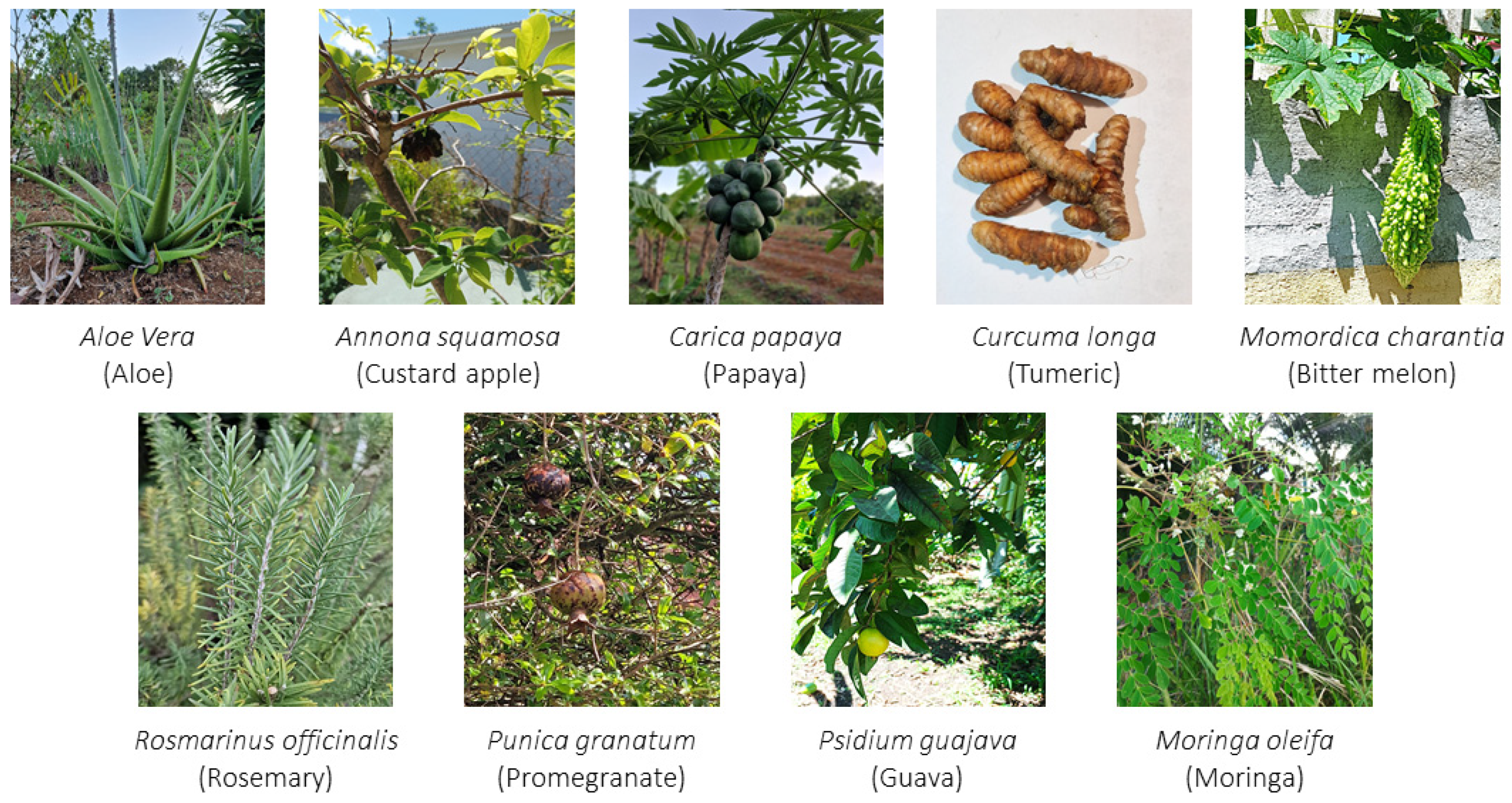 Antioxidants 12 01079 g001 Antioxidants 12 01079 g001