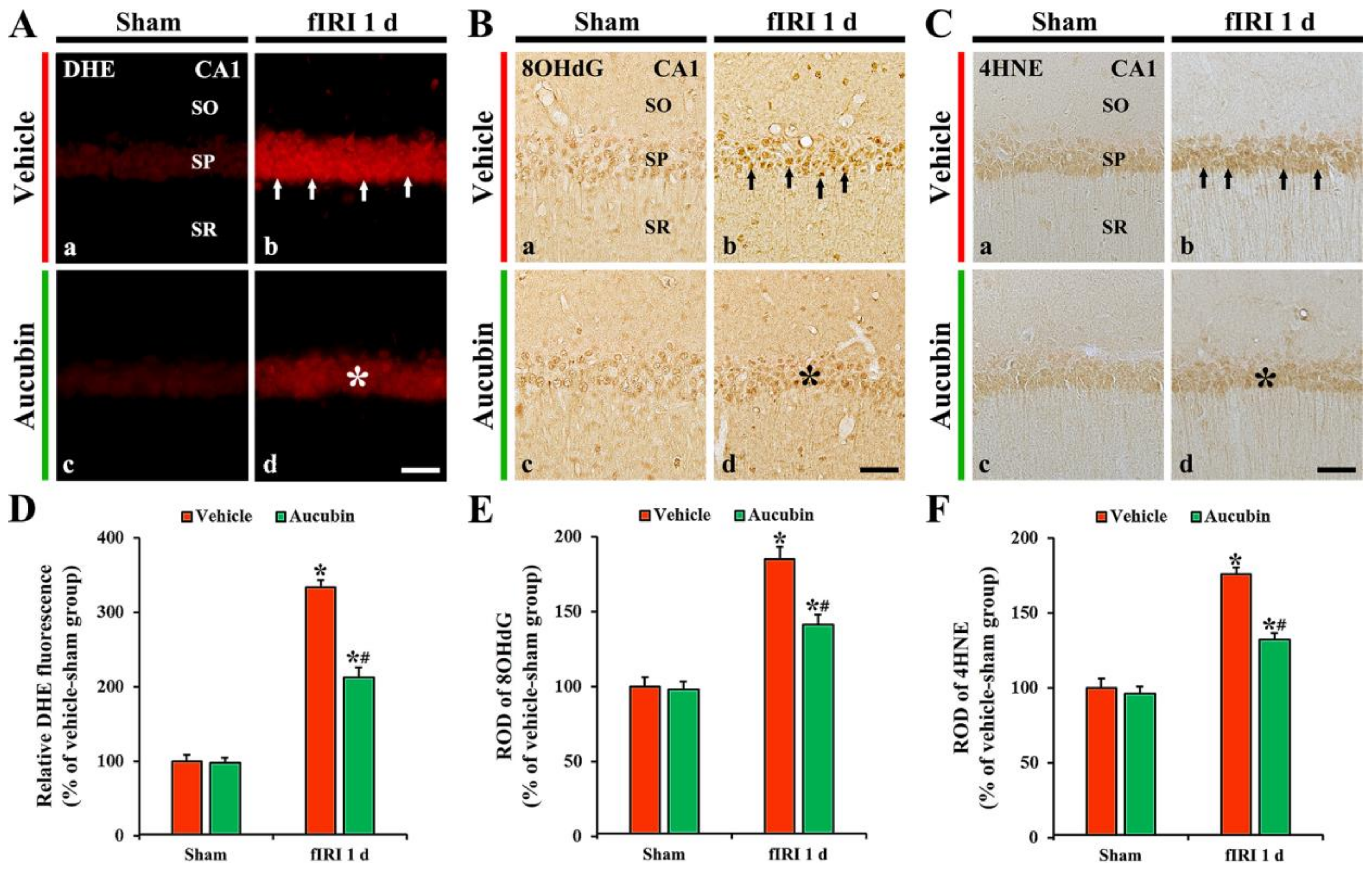 Antioxidants 12 01082 g005