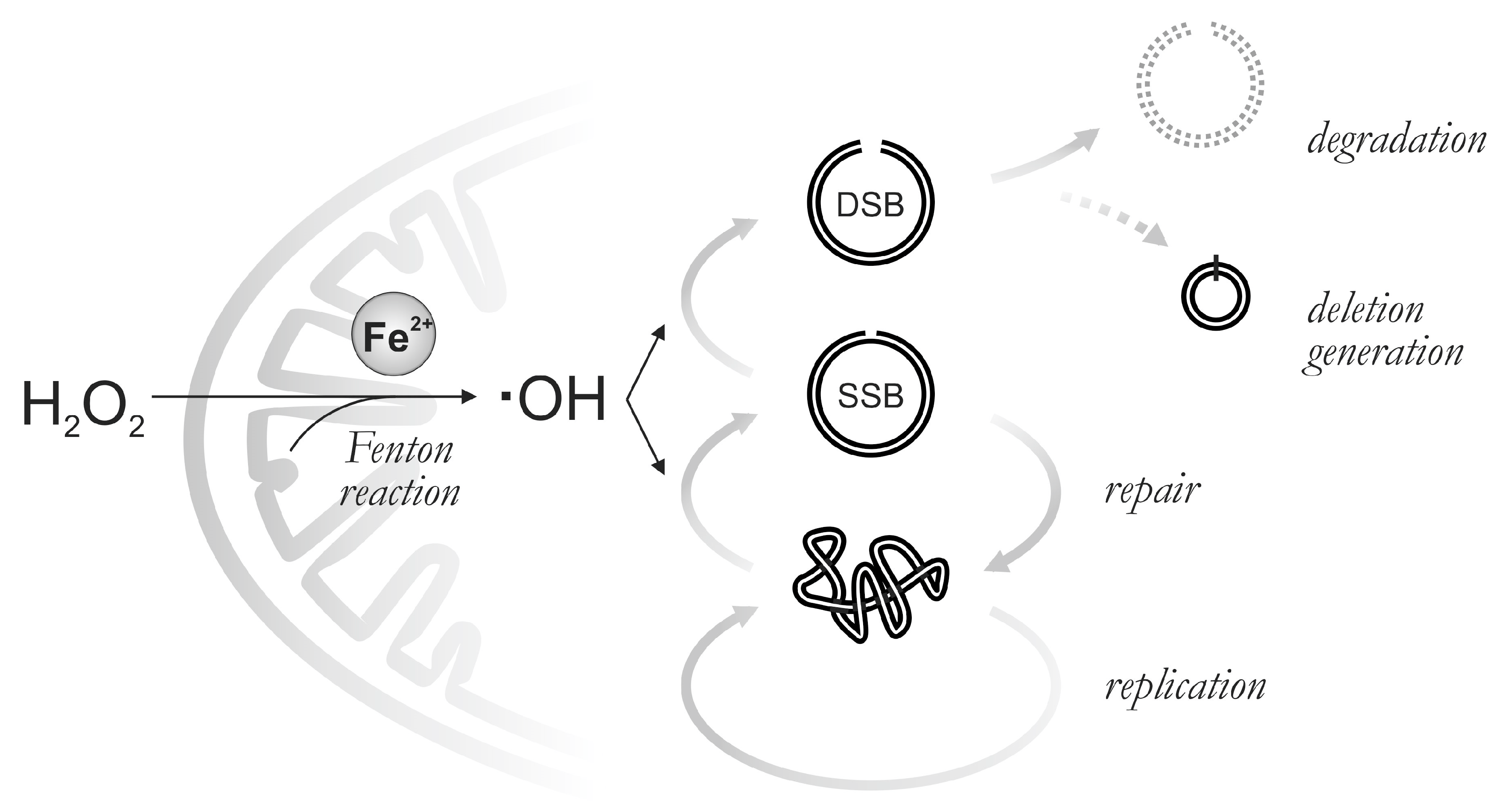 Antioxidants 12 01087 sch001 Antioxidants 12 01087 sch001