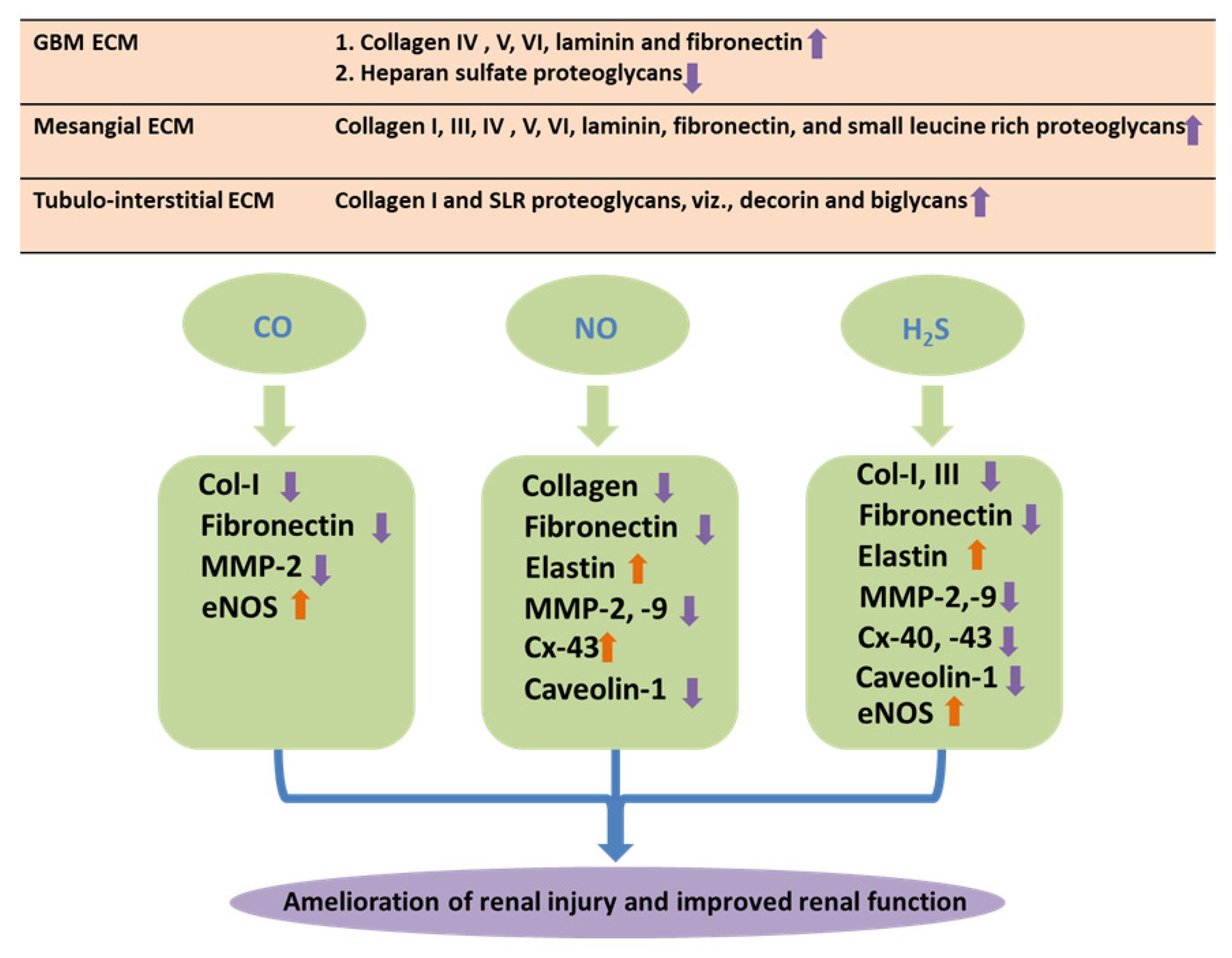Antioxidants 12 01088 g003