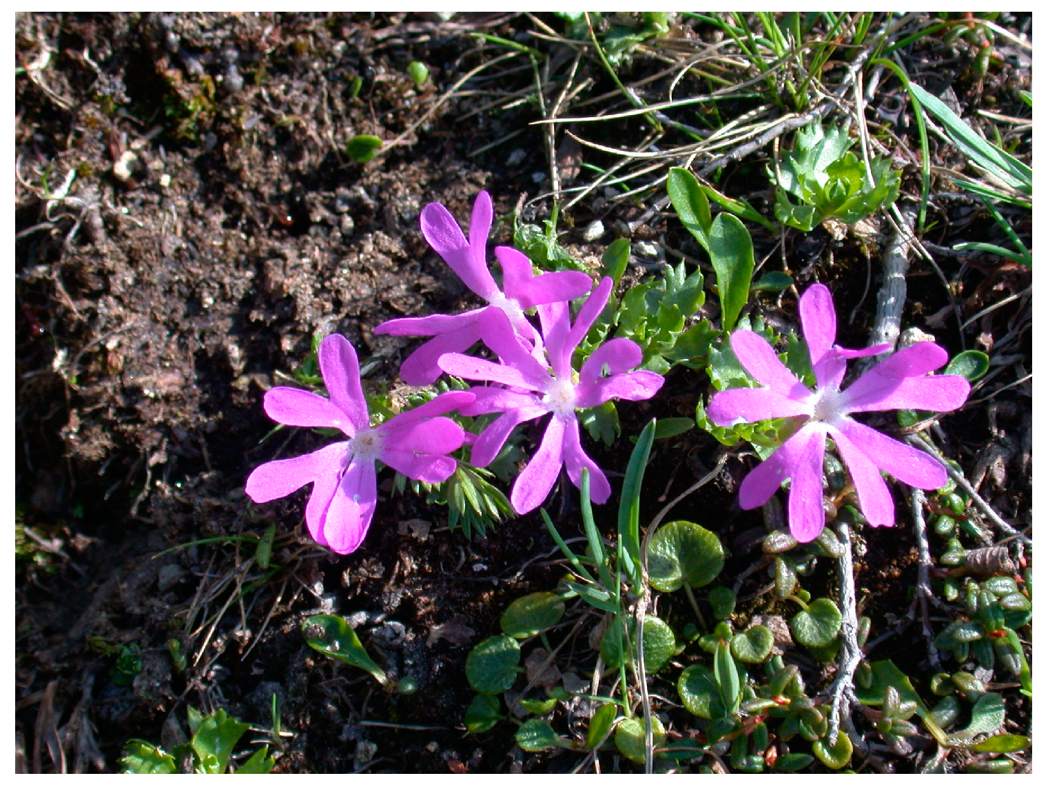 Antioxidants 12 01093 g001