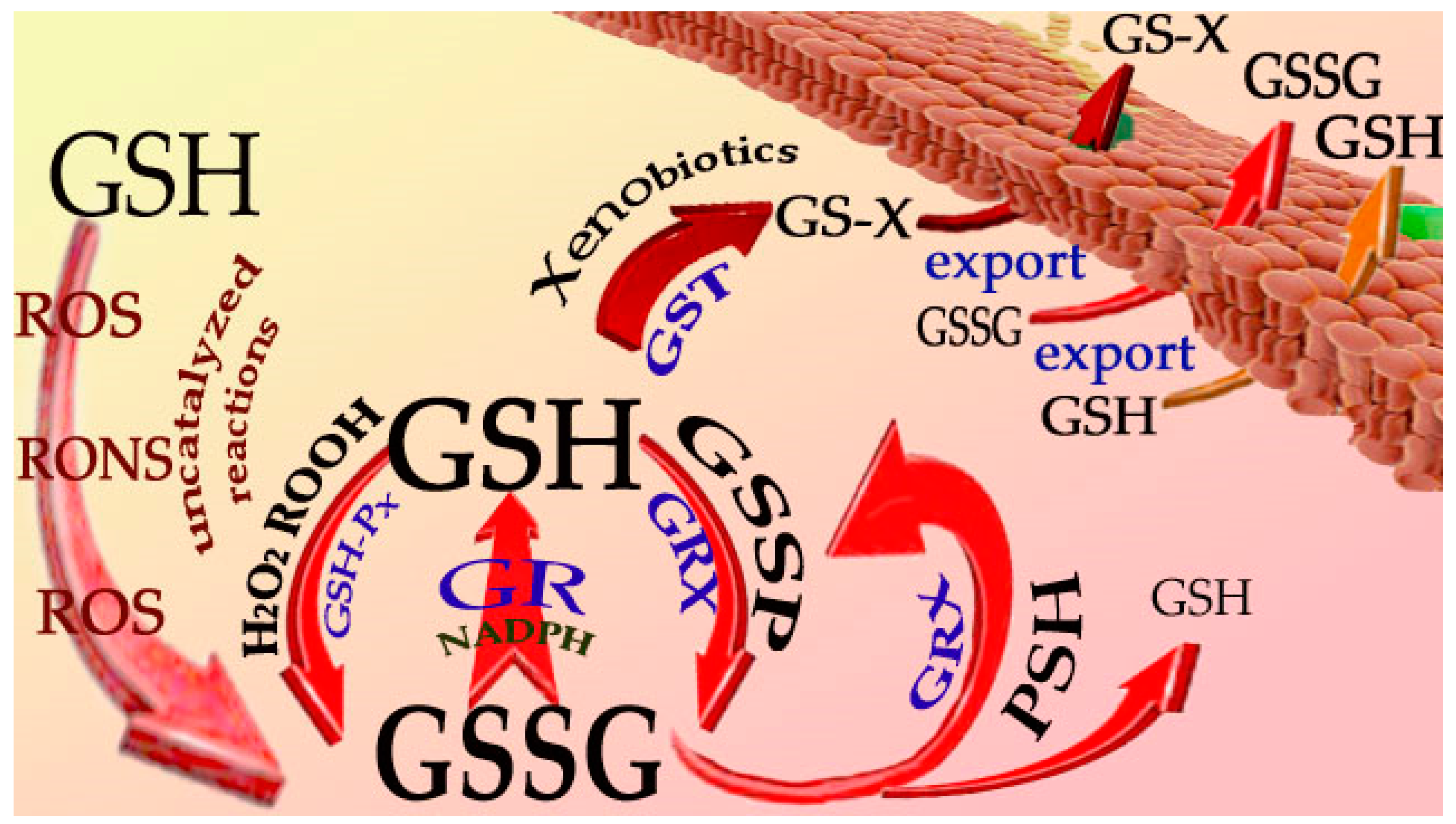 Antioxidants 12 01094 g002