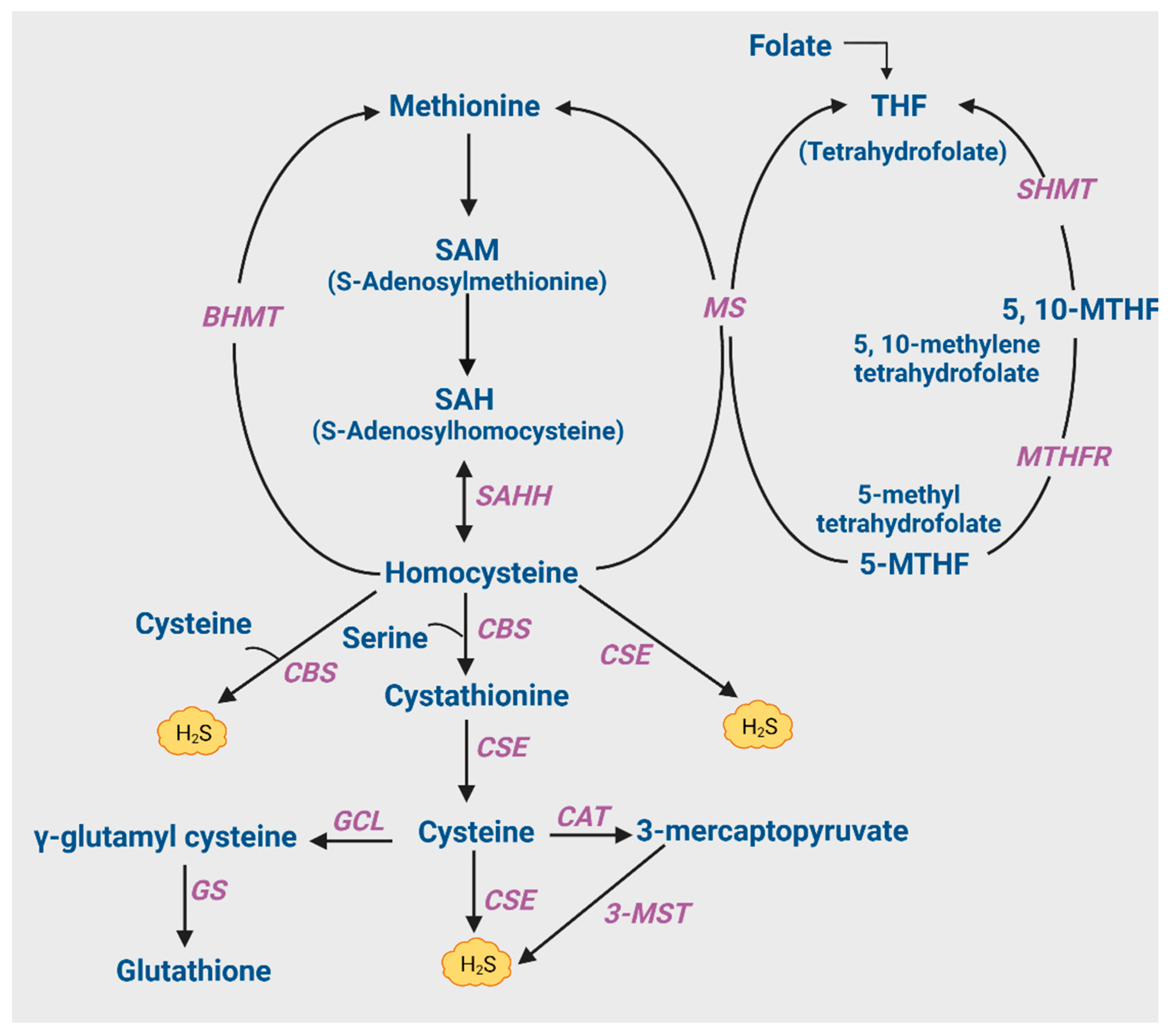 Antioxidants 12 01095 g001