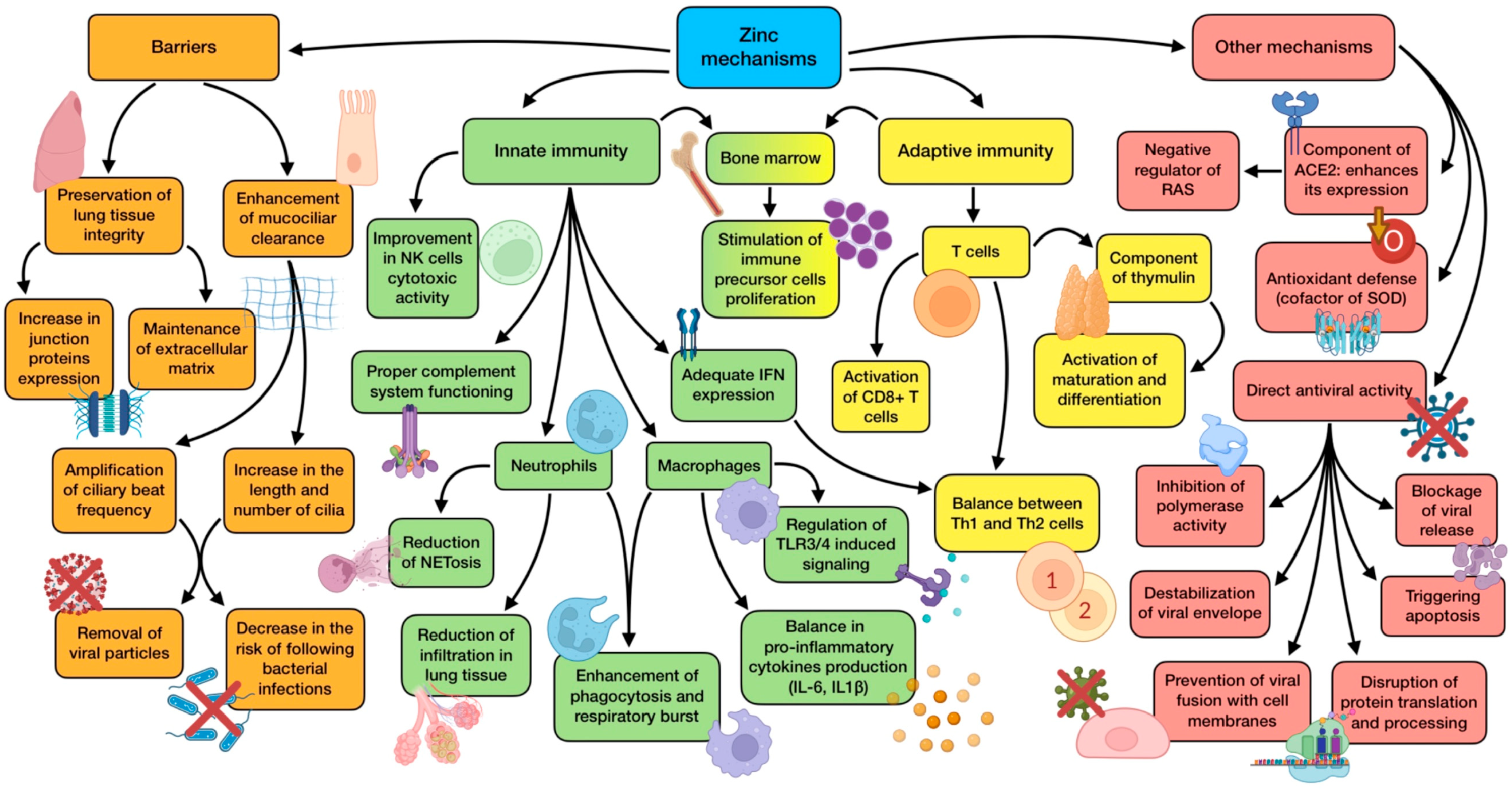 Antioxidants 12 01104 g002