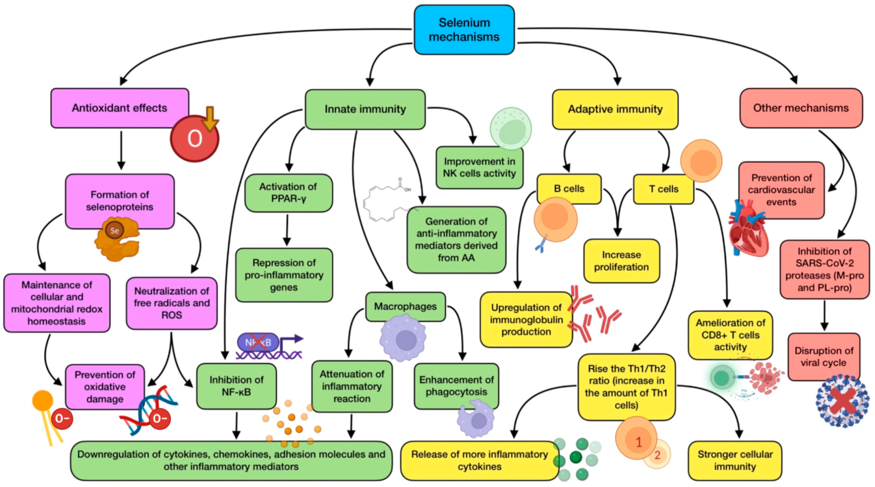 Antioxidants 12 01104 g003