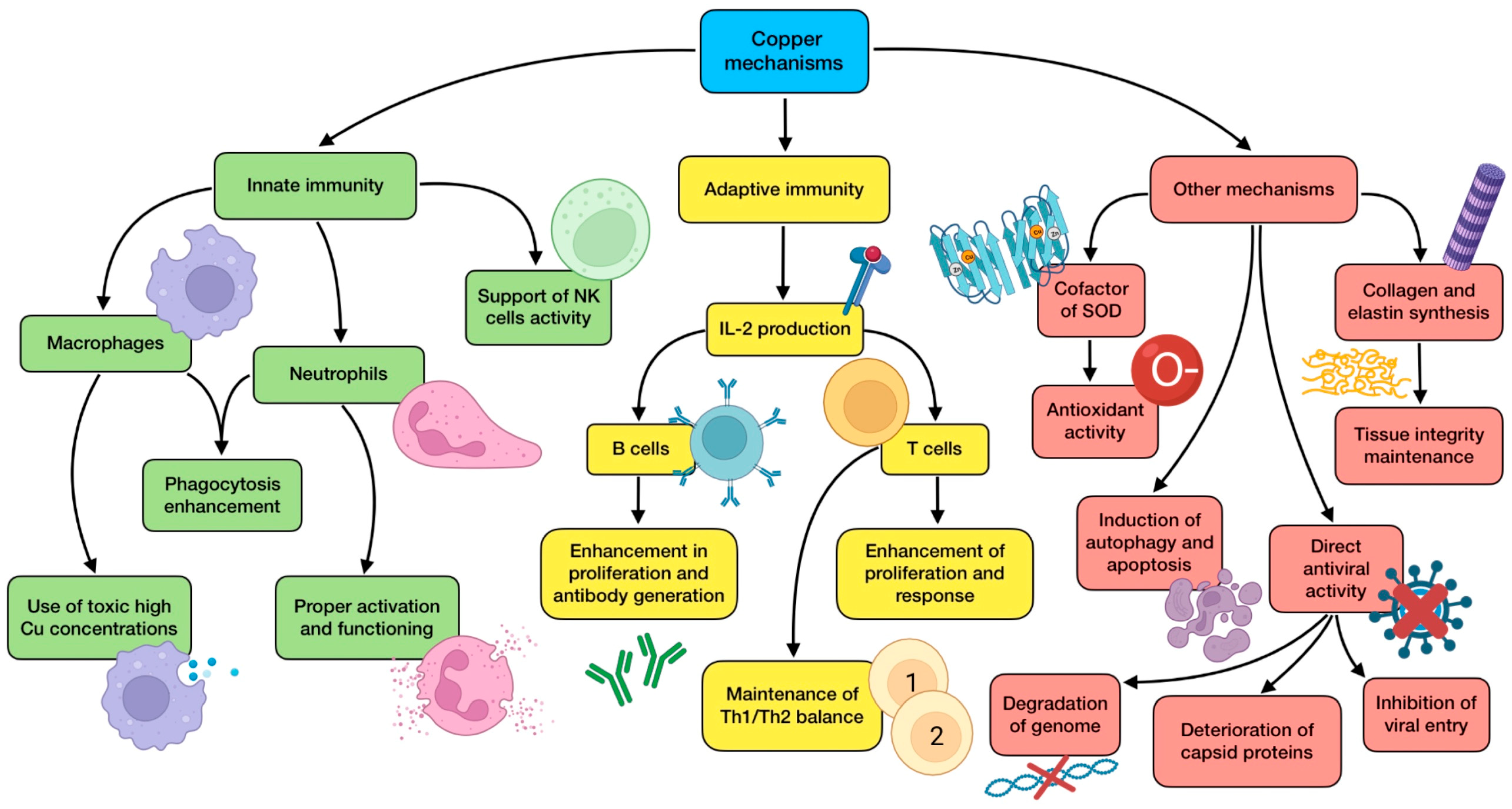 Antioxidants 12 01104 g004