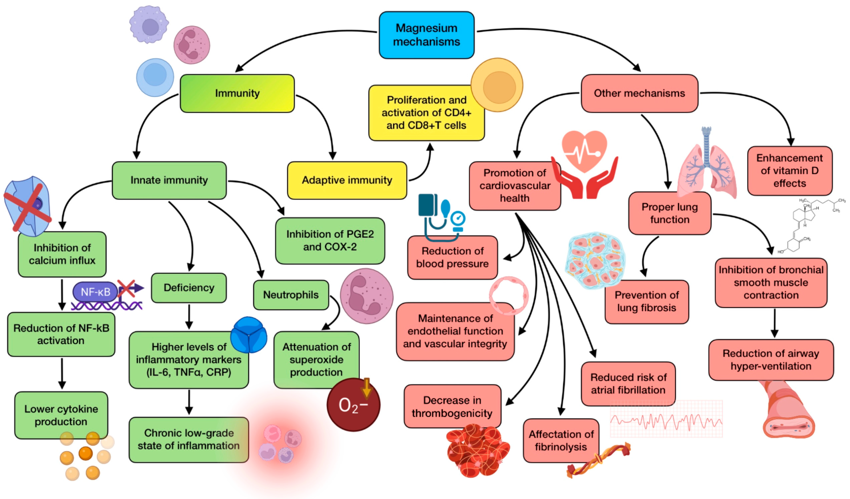 Antioxidants 12 01104 g005
