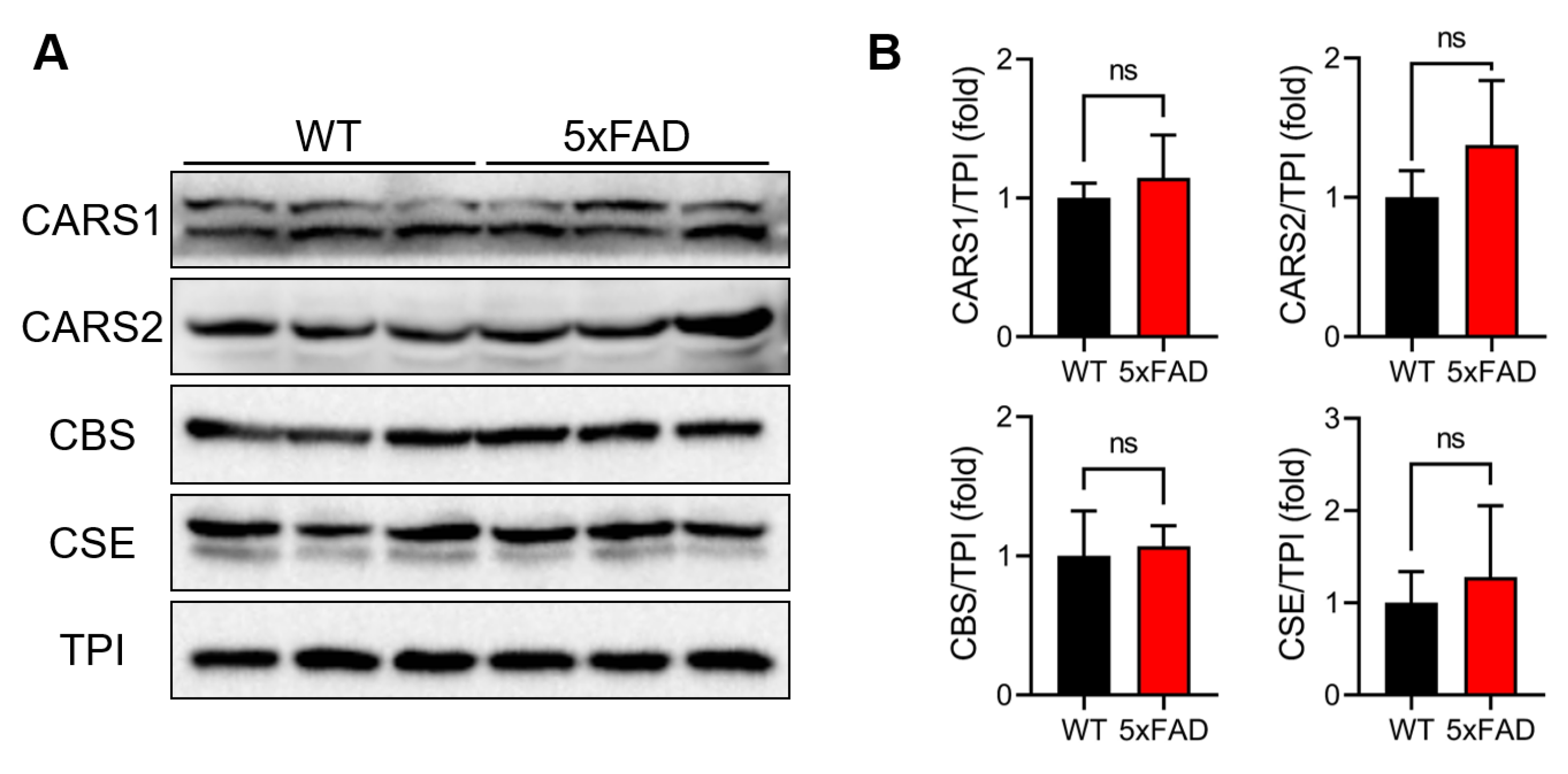 Antioxidants 12 01105 g003 Antioxidants 12 01105 g003