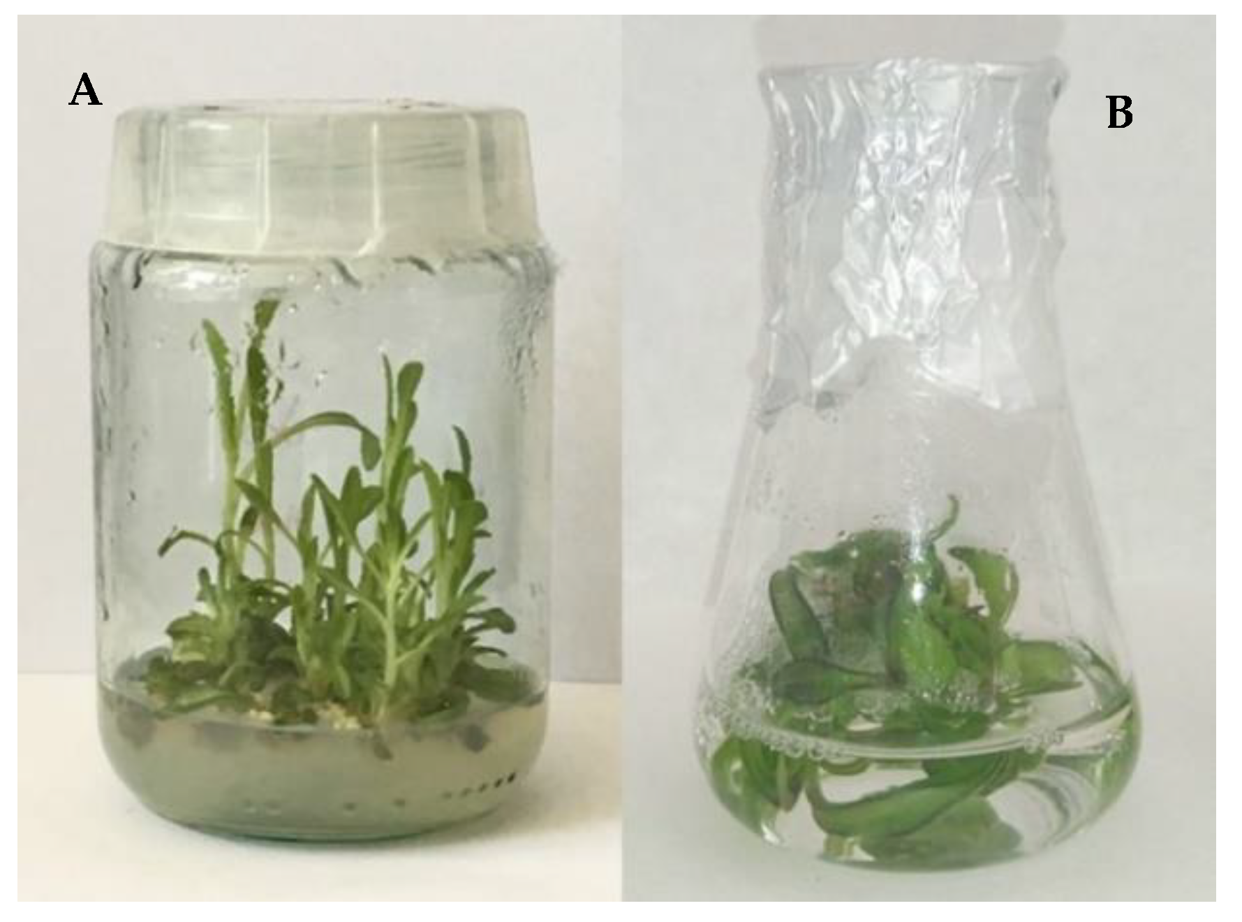 Antioxidants 12 01111 g001