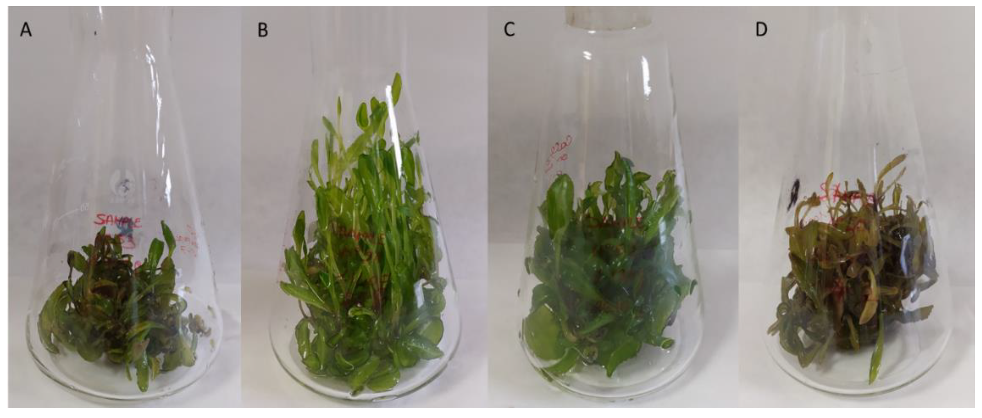 Antioxidants 12 01111 g002