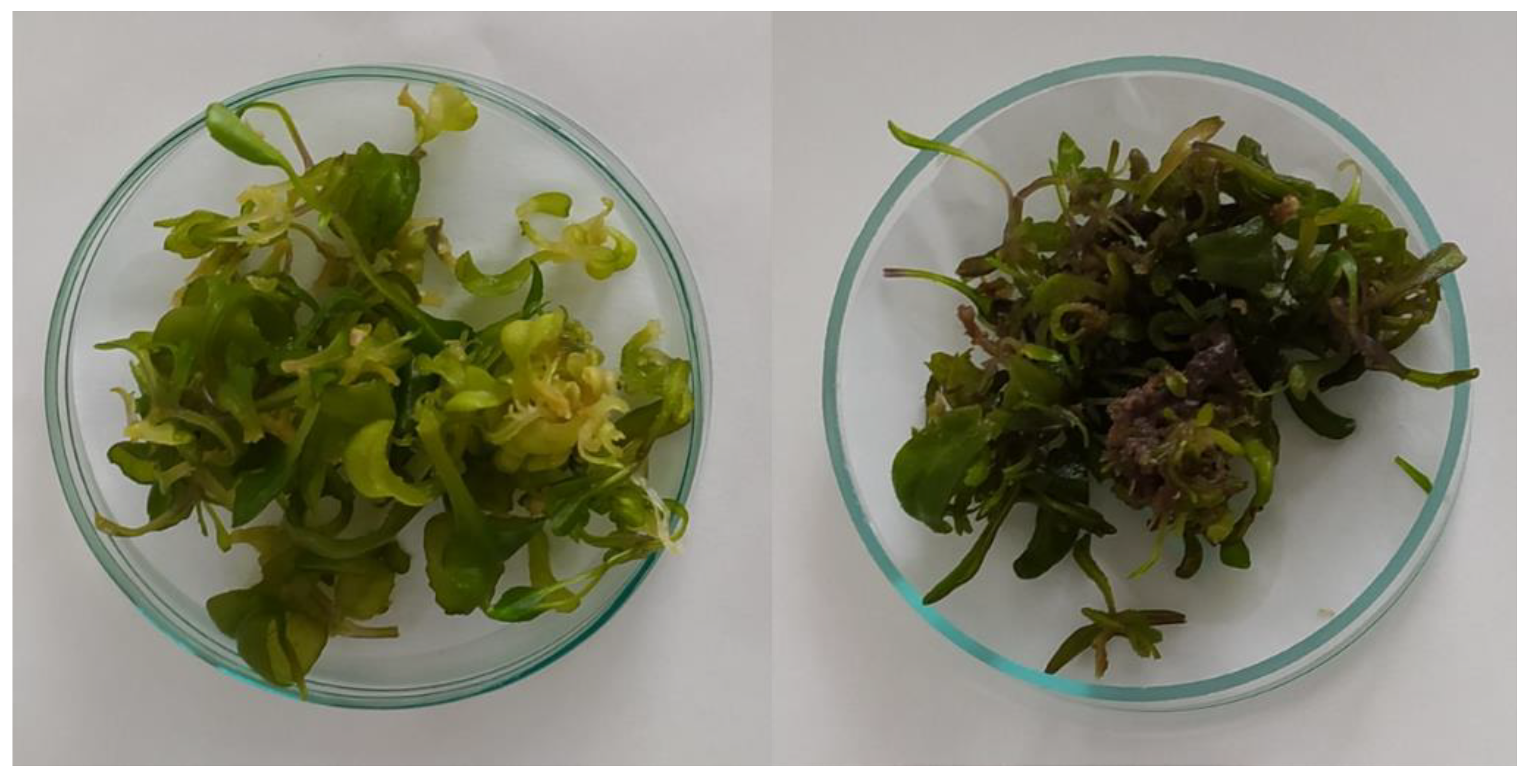 Antioxidants 12 01111 g003