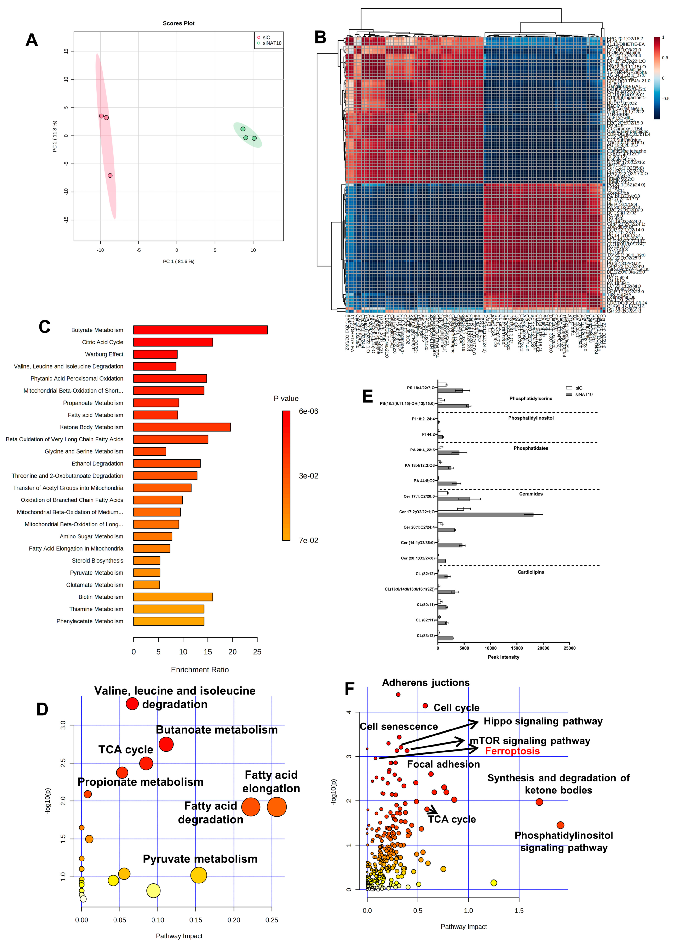 Antioxidants 12 01116 g002
