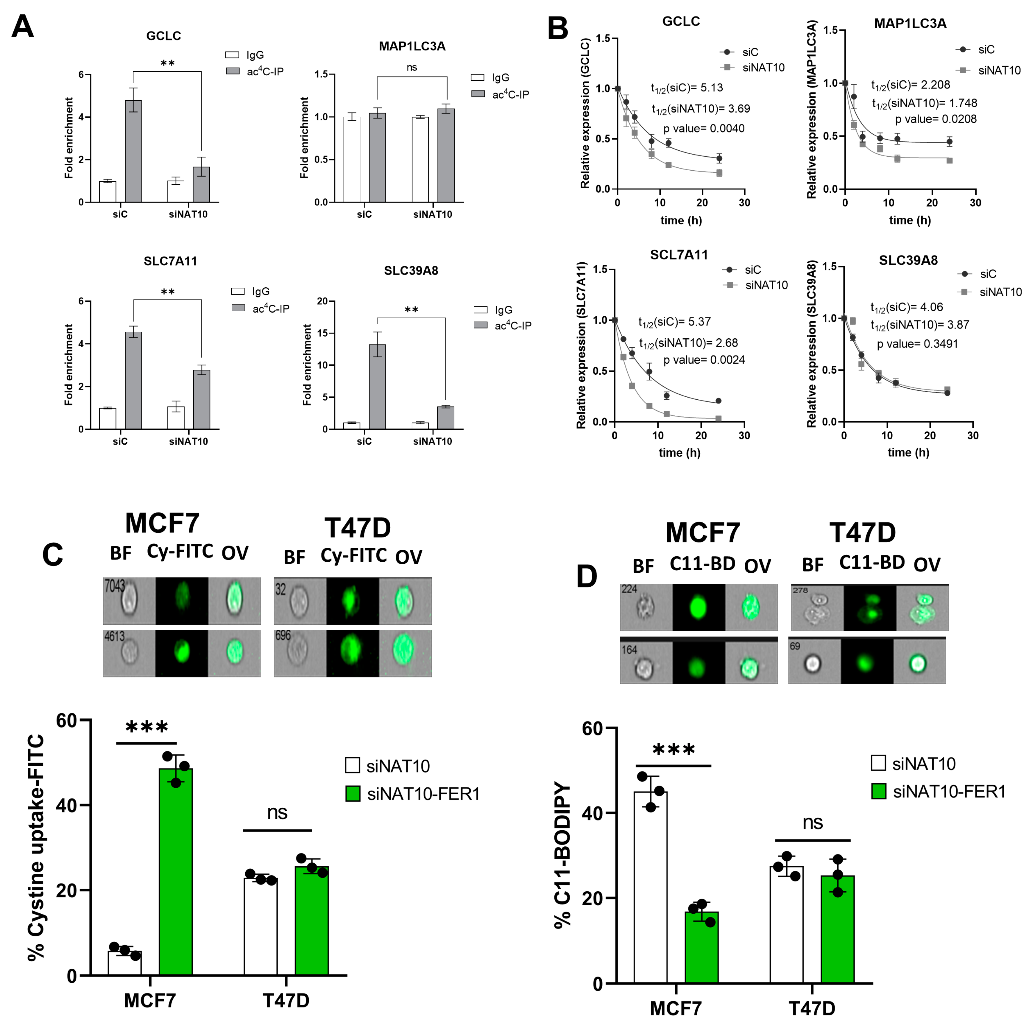 Antioxidants 12 01116 g004