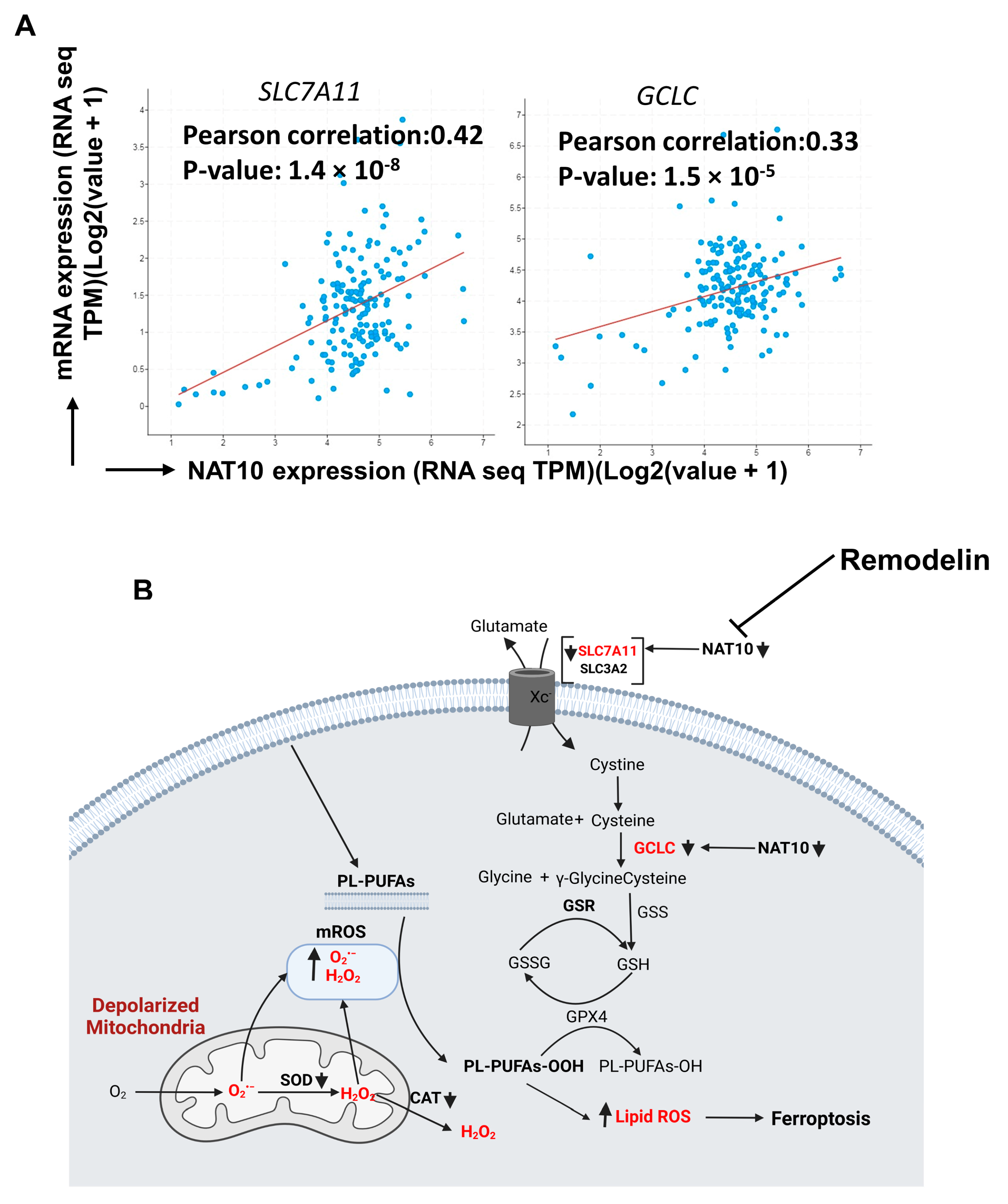 Antioxidants 12 01116 g008