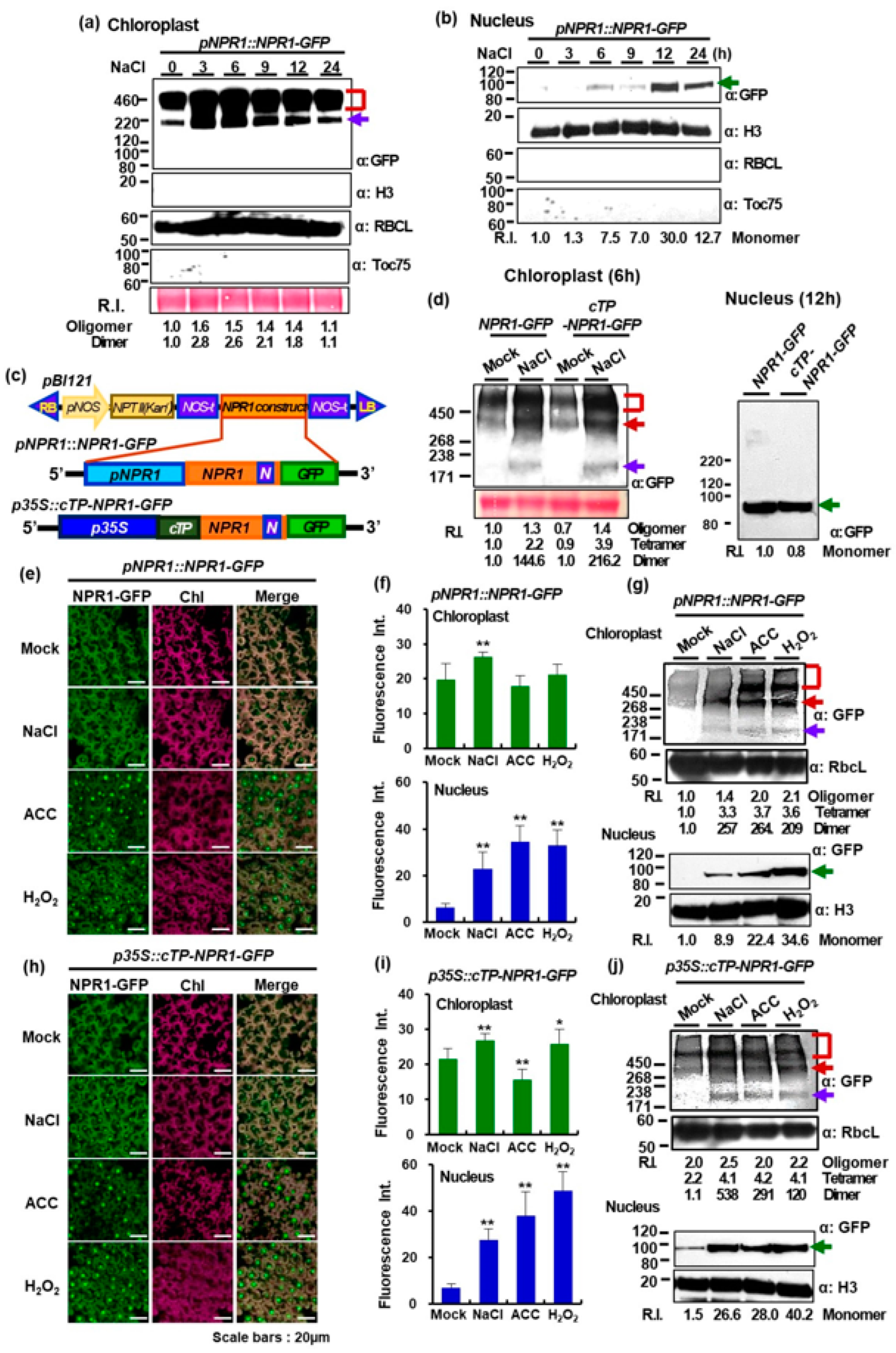 Antioxidants 12 01118 g001
