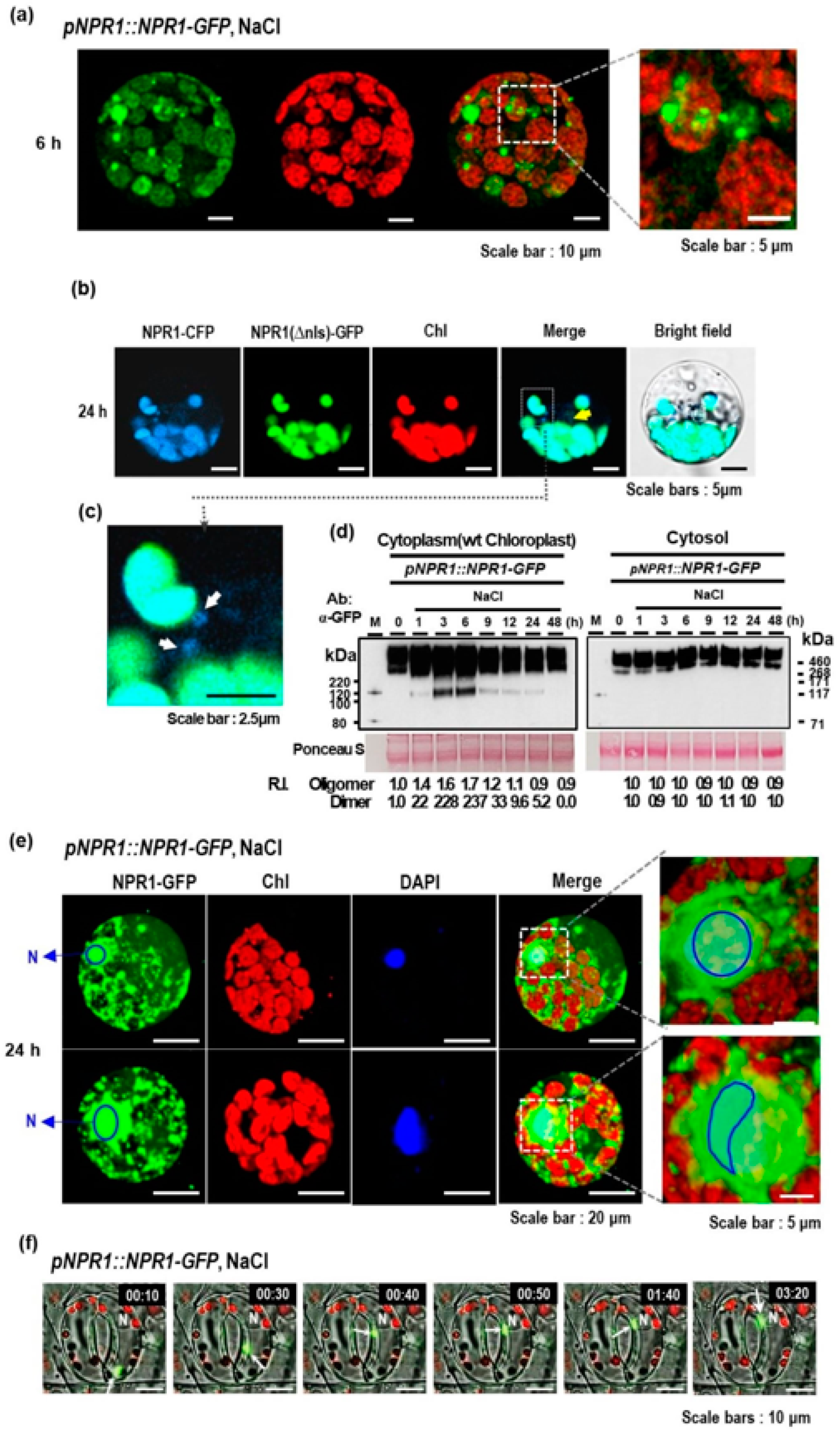 Antioxidants 12 01118 g003