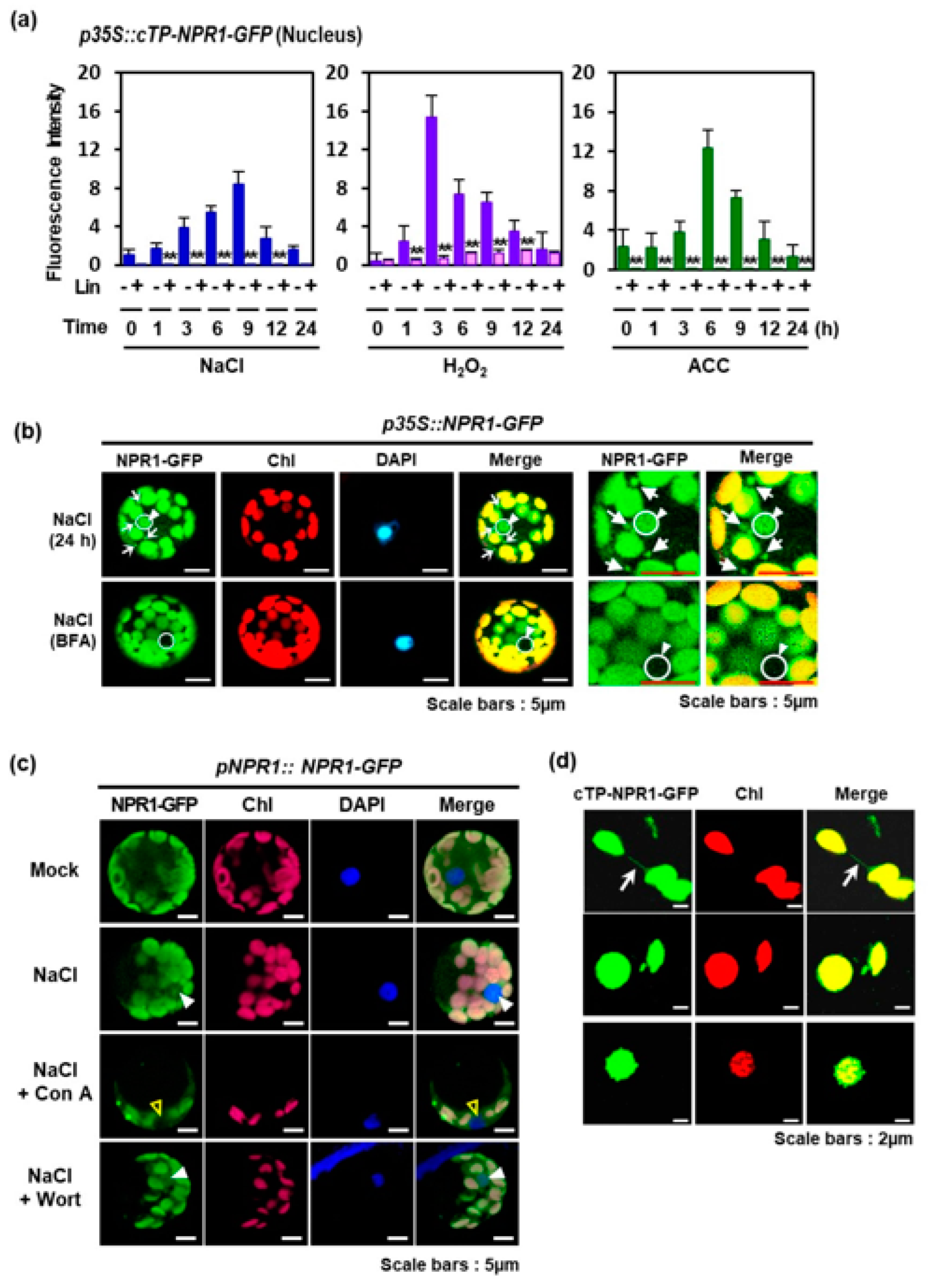 Antioxidants 12 01118 g004