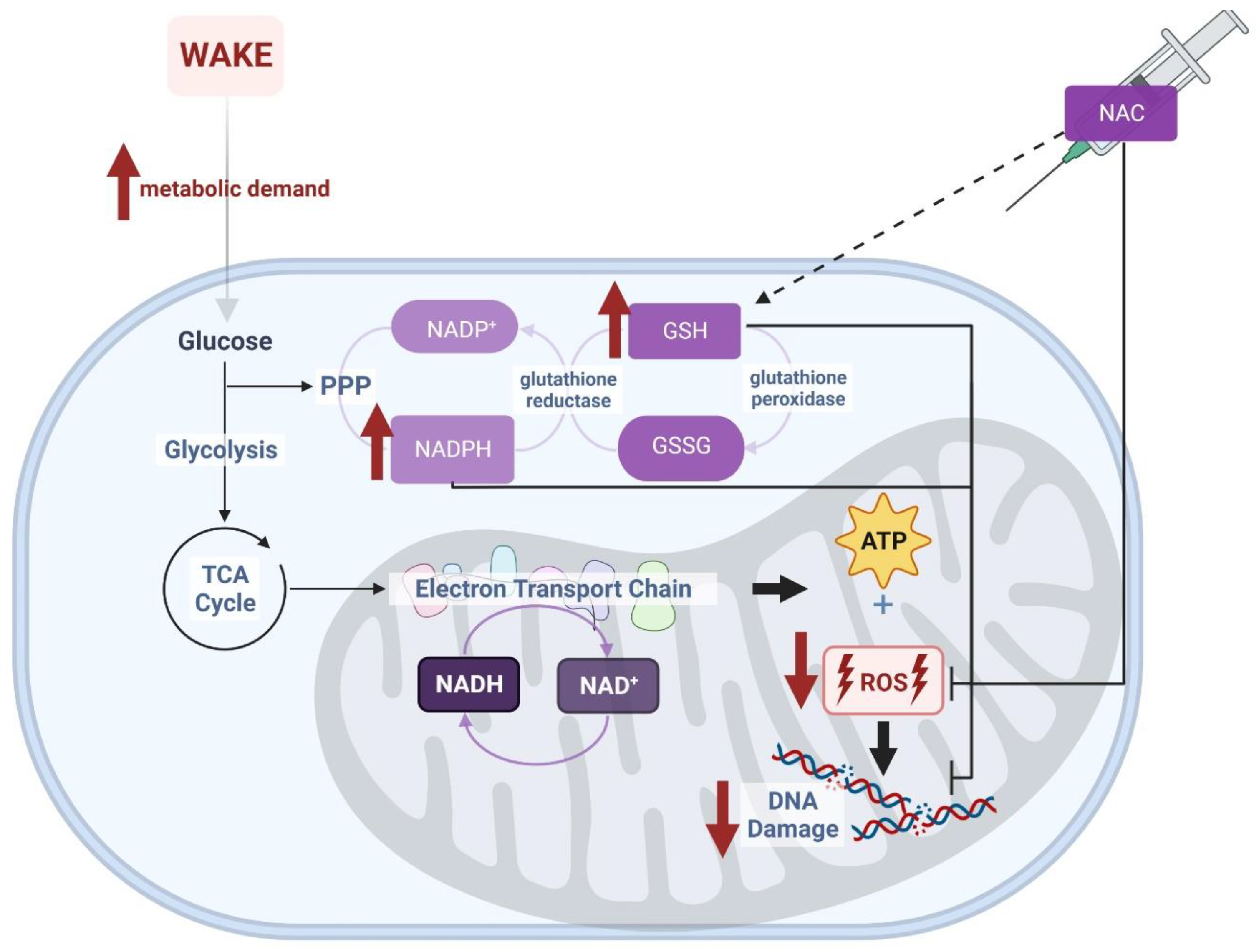 Antioxidants 12 01124 g001