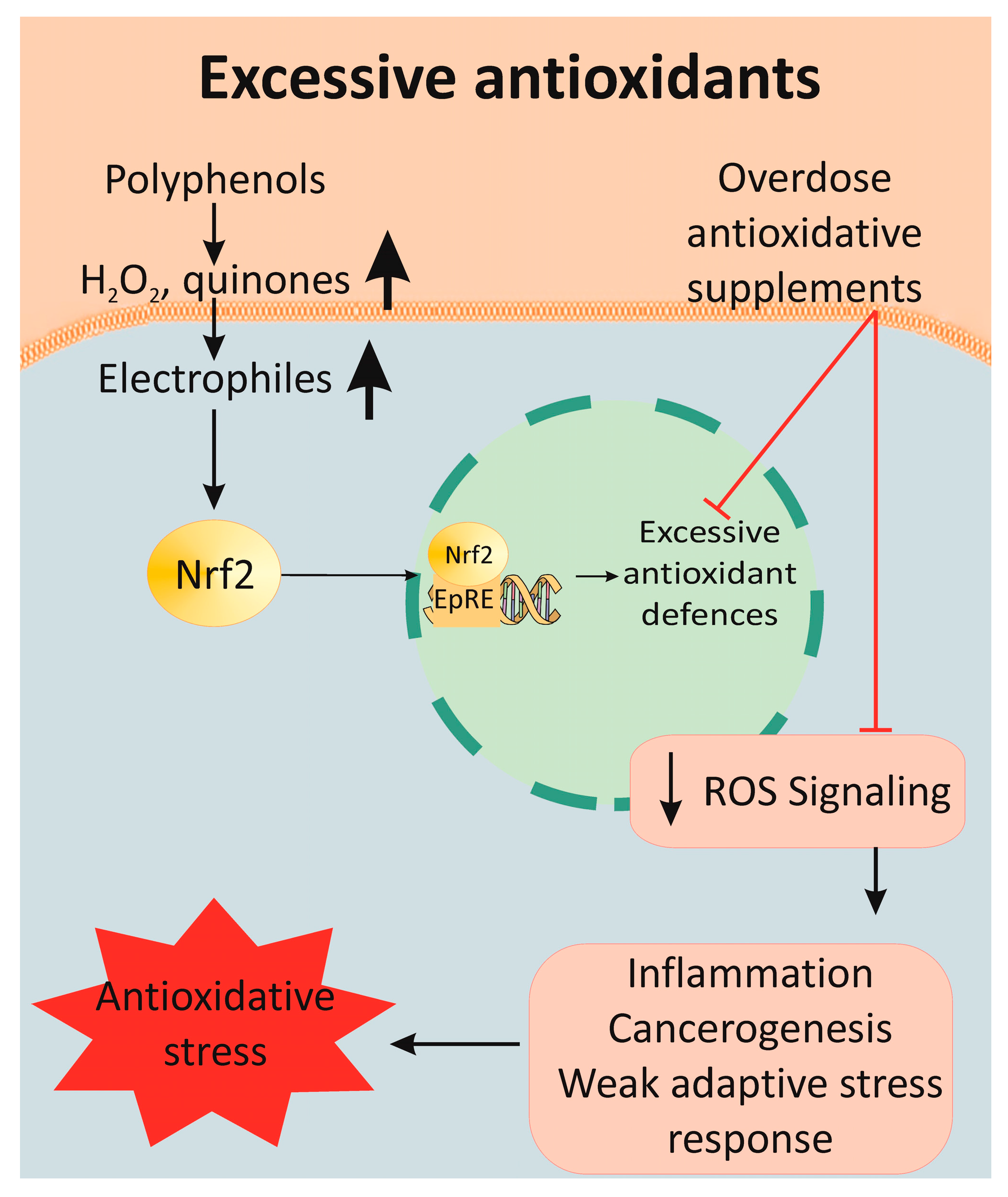 Antioxidants 12 01126 g004 Antioxidants 12 01126 g004