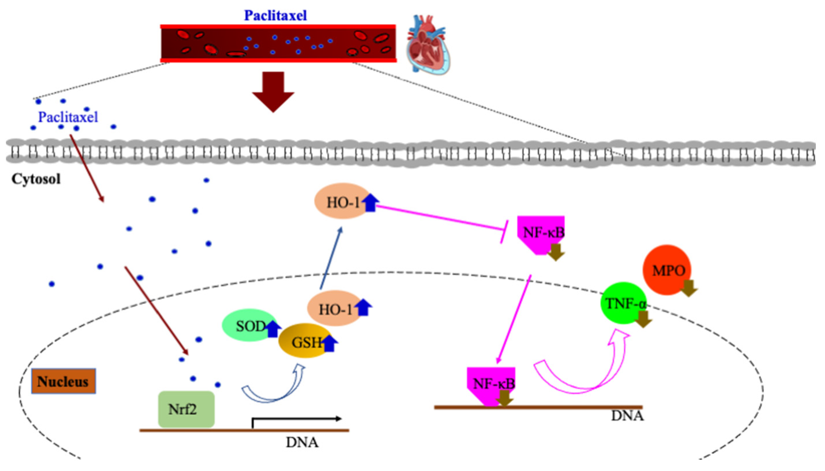 Antioxidants 12 01129 g009