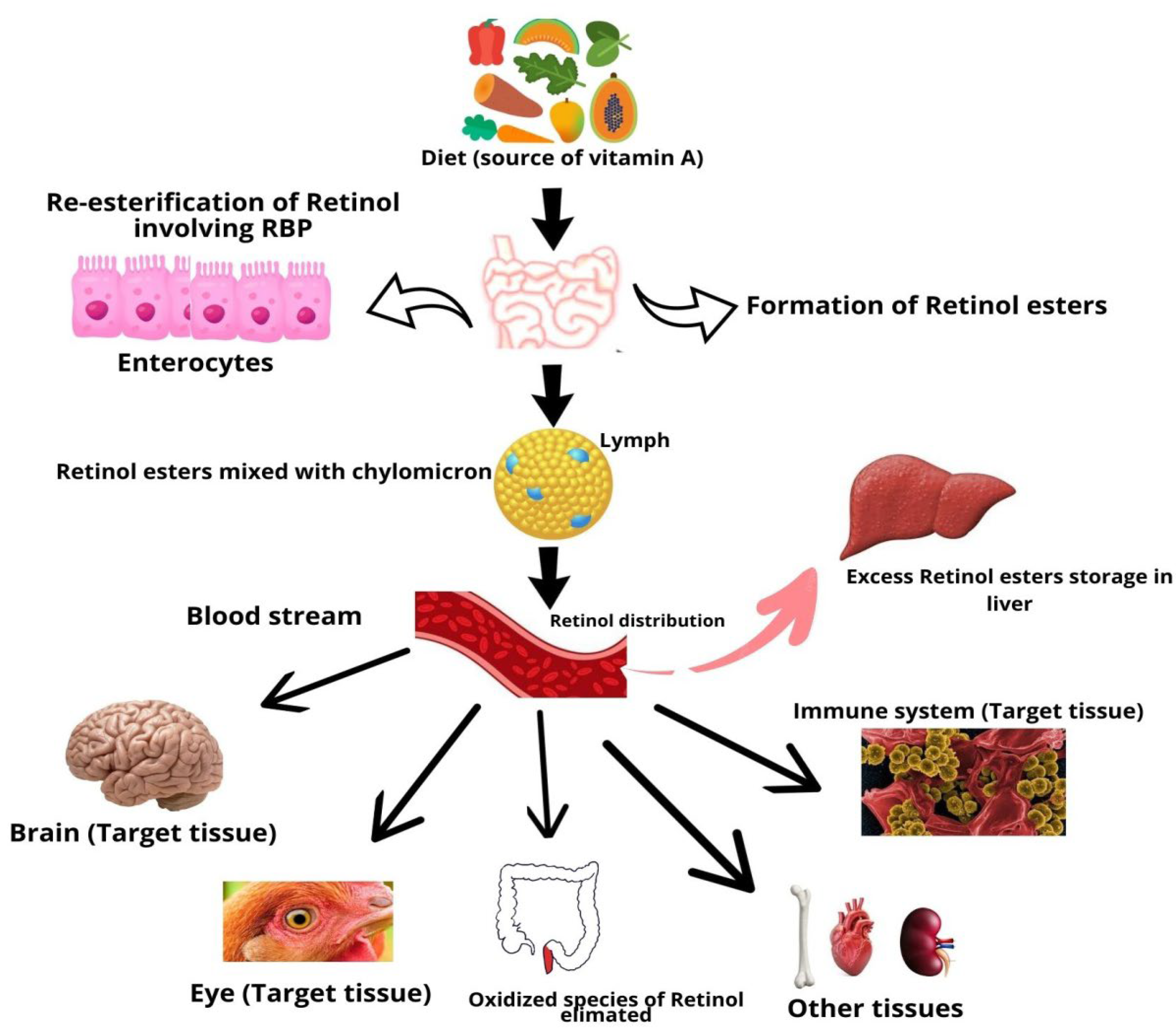 Antioxidants 12 01131 g001