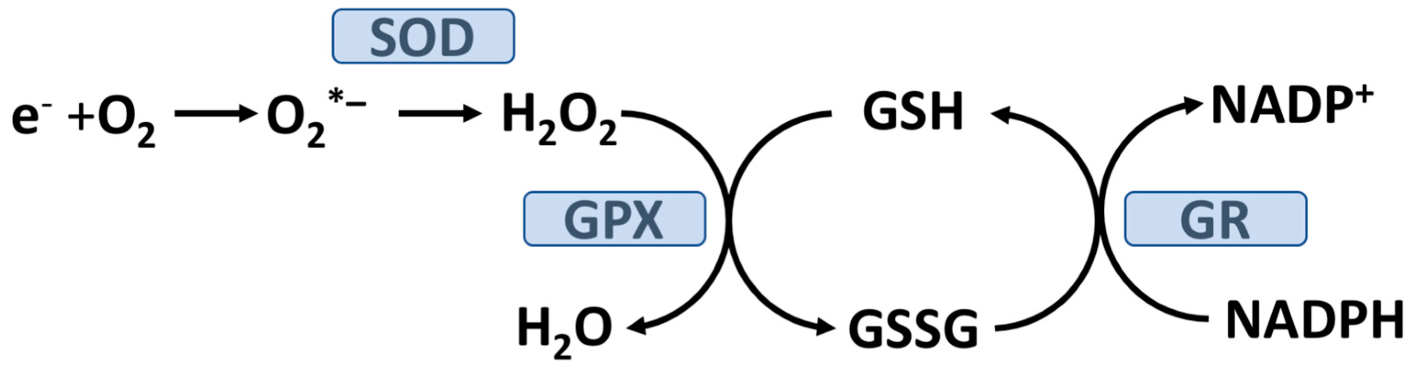 Antioxidants 12 01139 g002