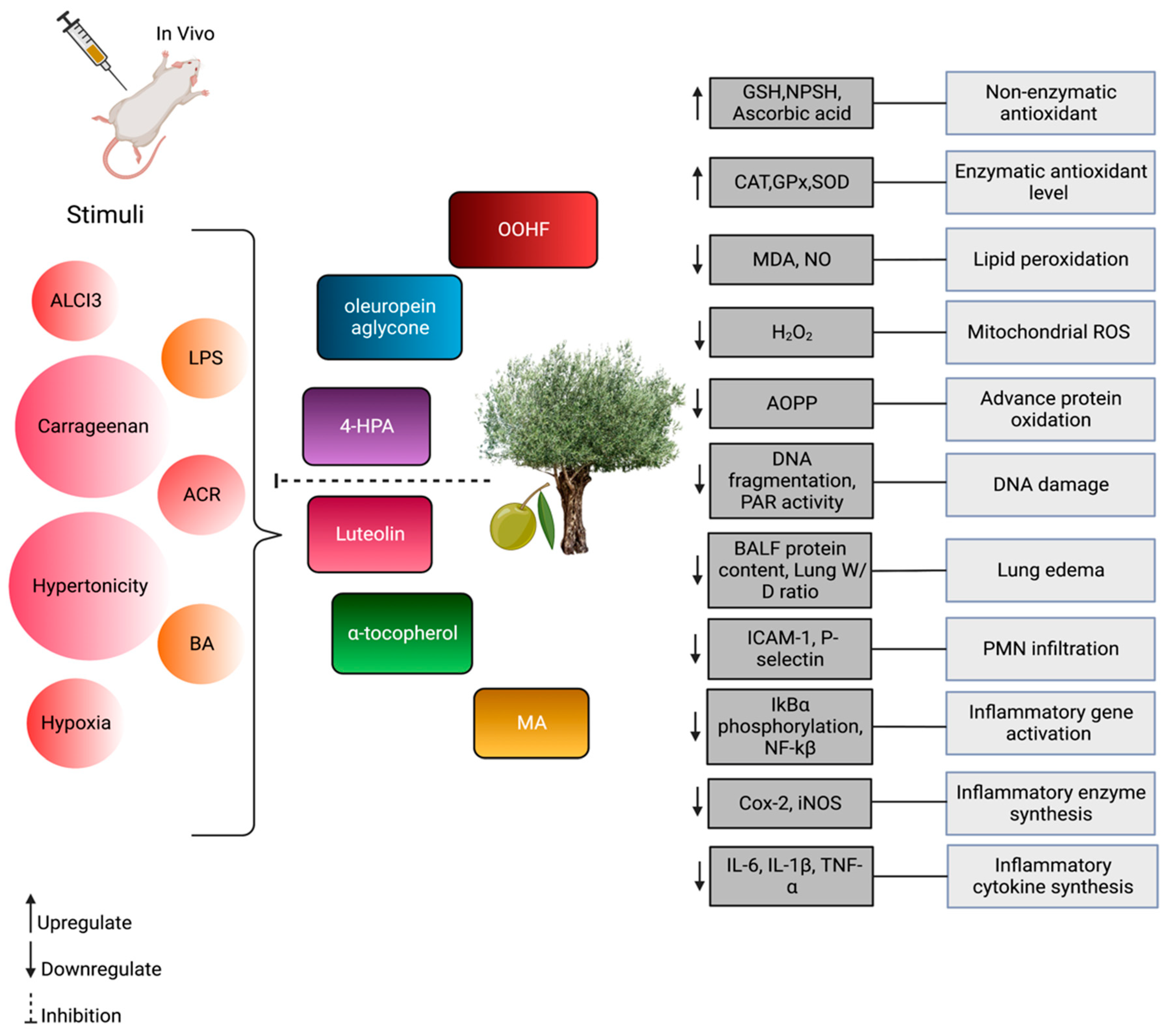 Antioxidants 12 01140 g003