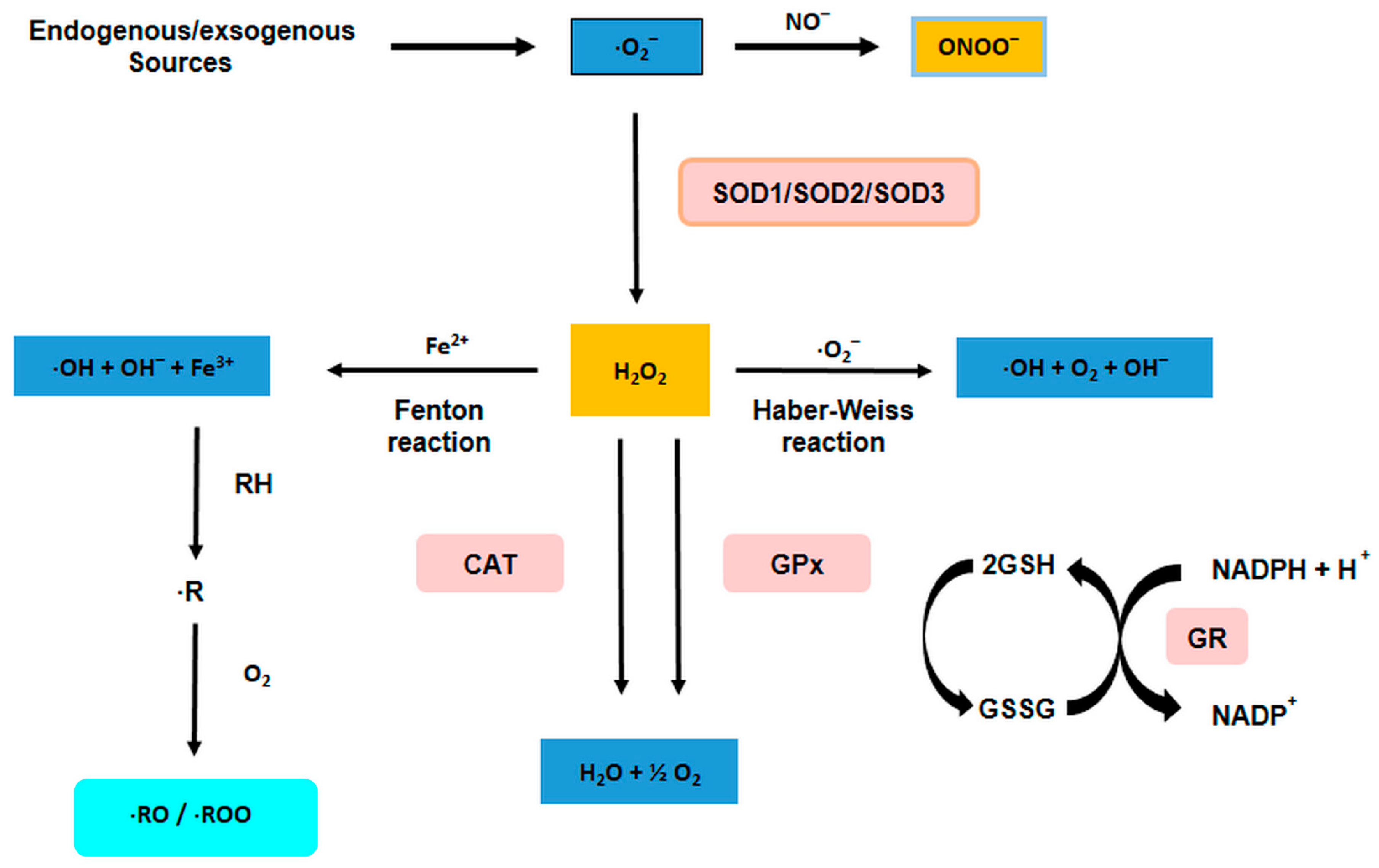 Antioxidants 12 01141 g003