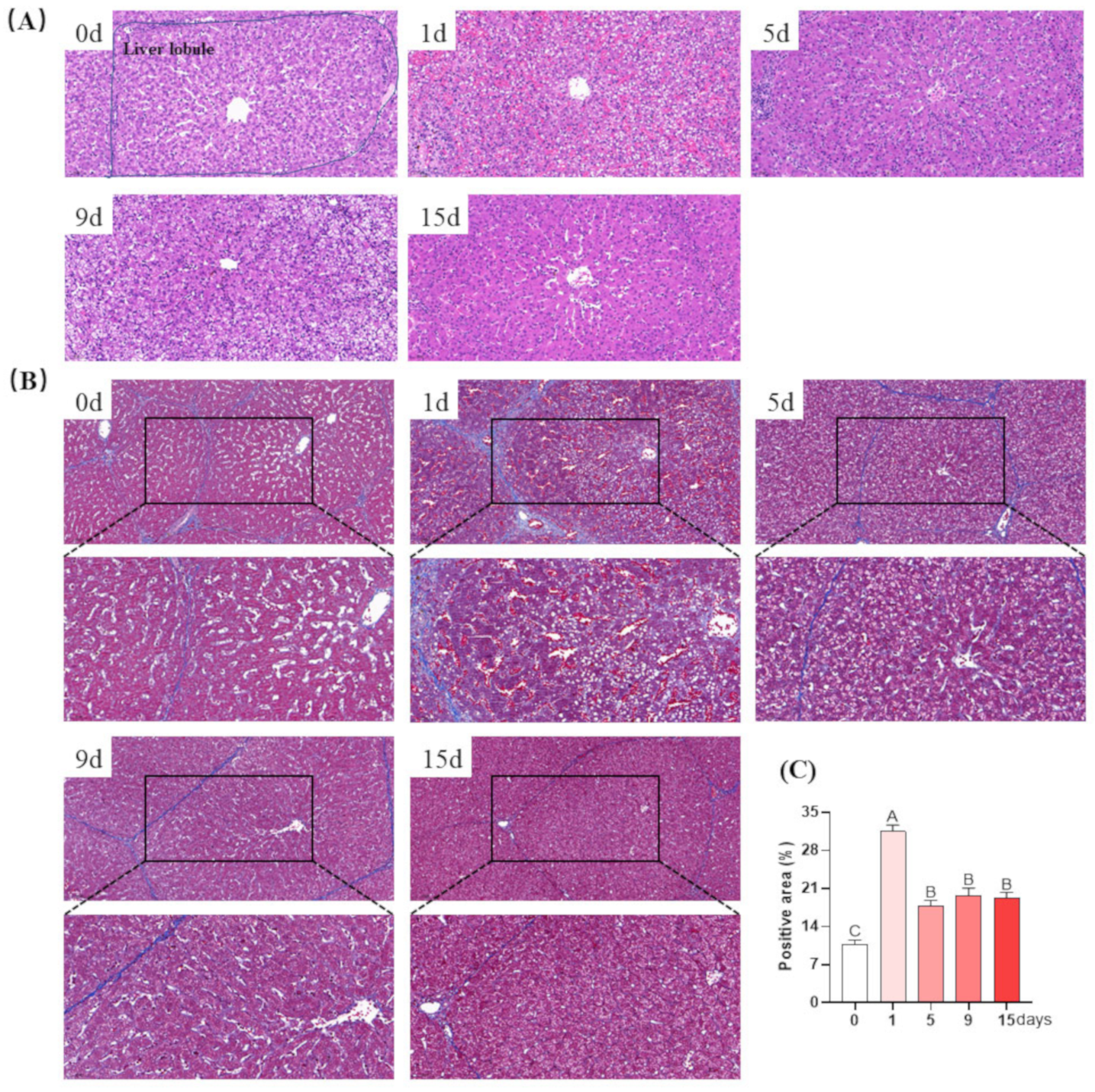 Antioxidants 12 01143 g003