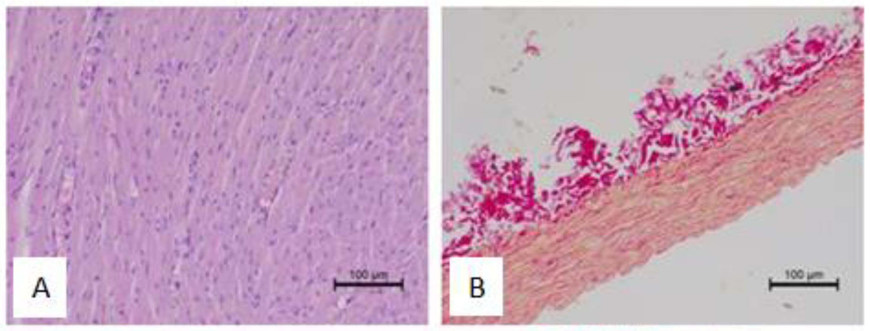 Antioxidants 12 01152 g007a