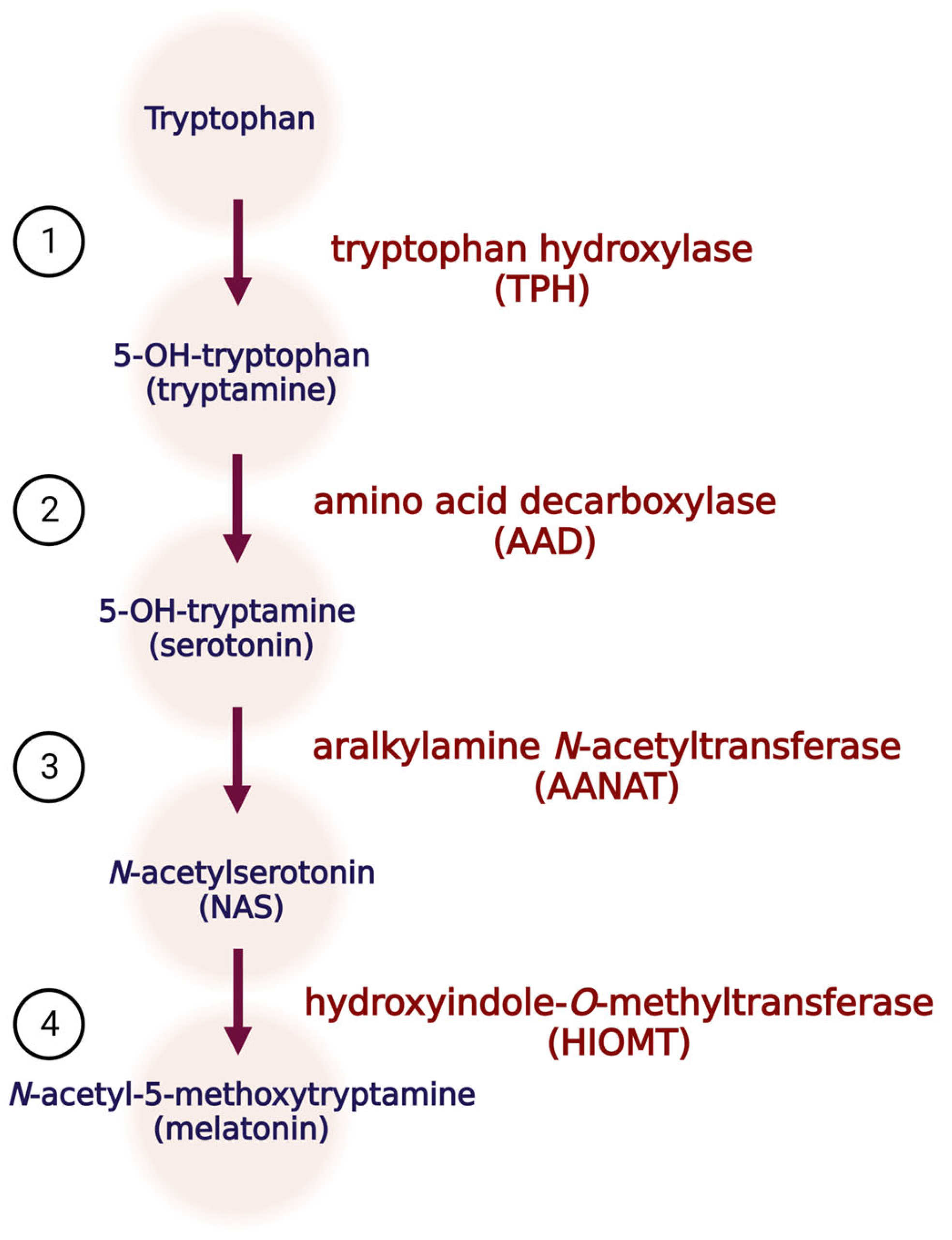 Antioxidants 12 01155 g001 Antioxidants 12 01155 g001