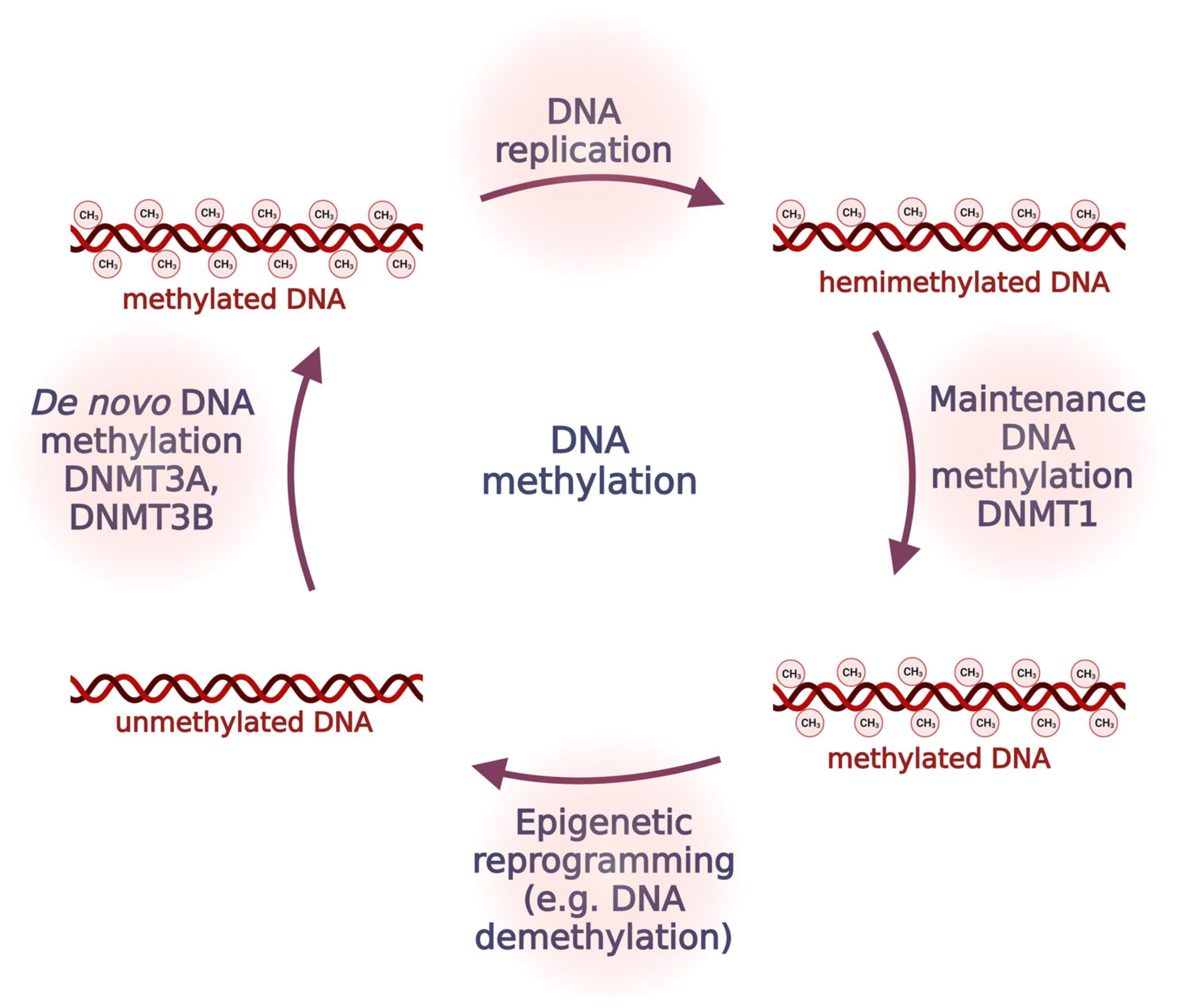 Antioxidants 12 01155 g003 Antioxidants 12 01155 g003