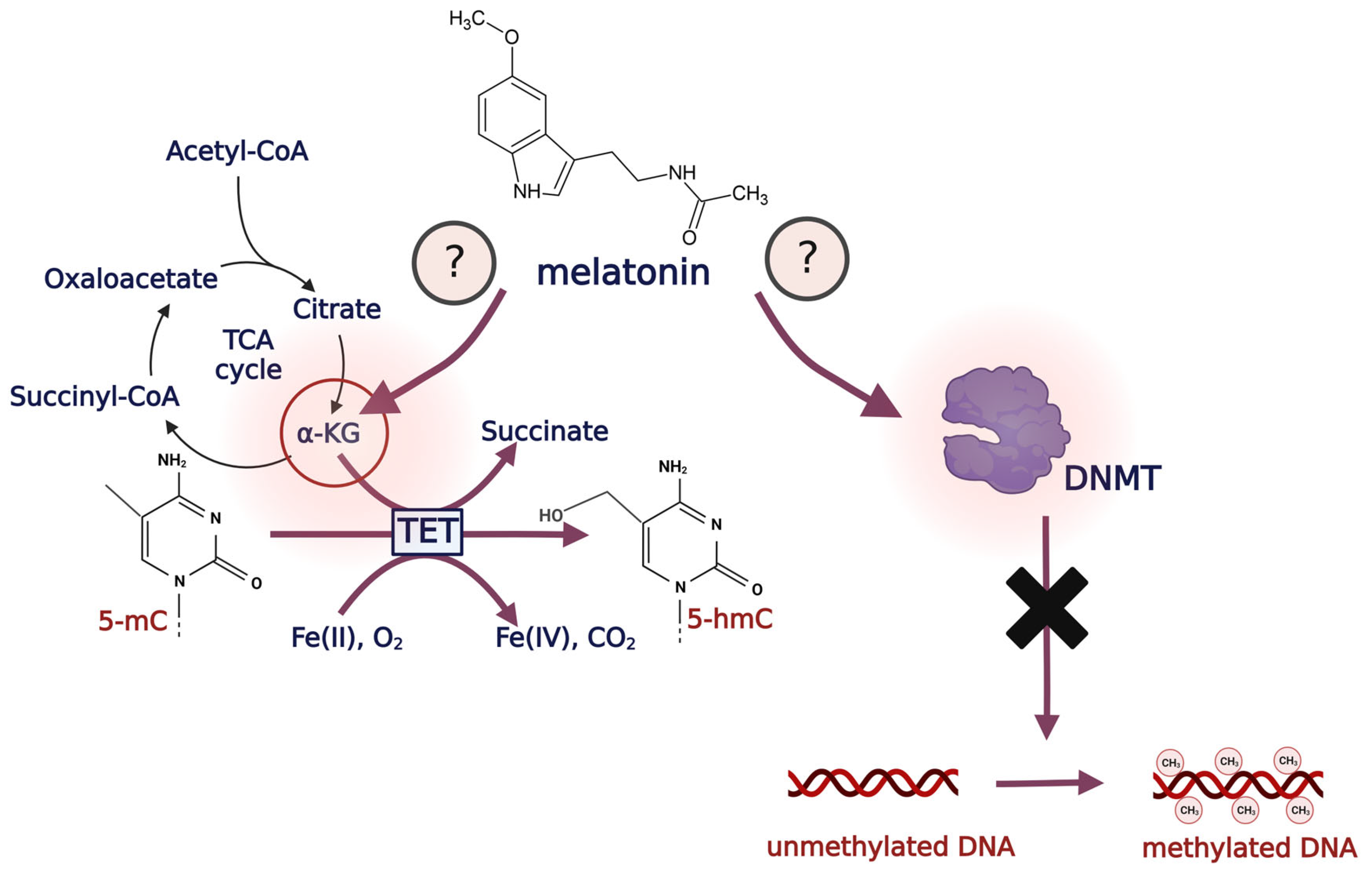 Antioxidants 12 01155 g005 Antioxidants 12 01155 g005