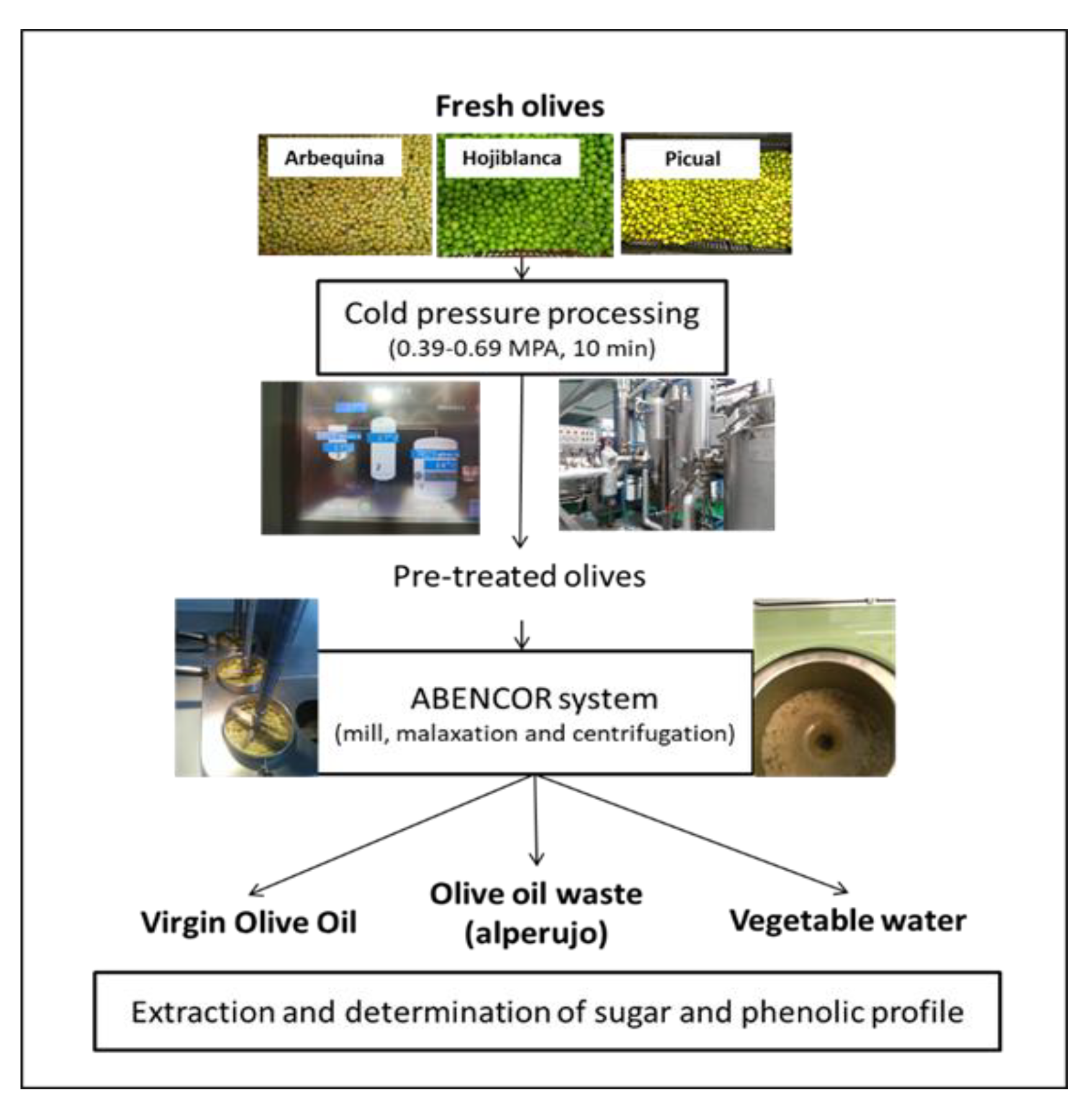Antioxidants 12 01162 g001