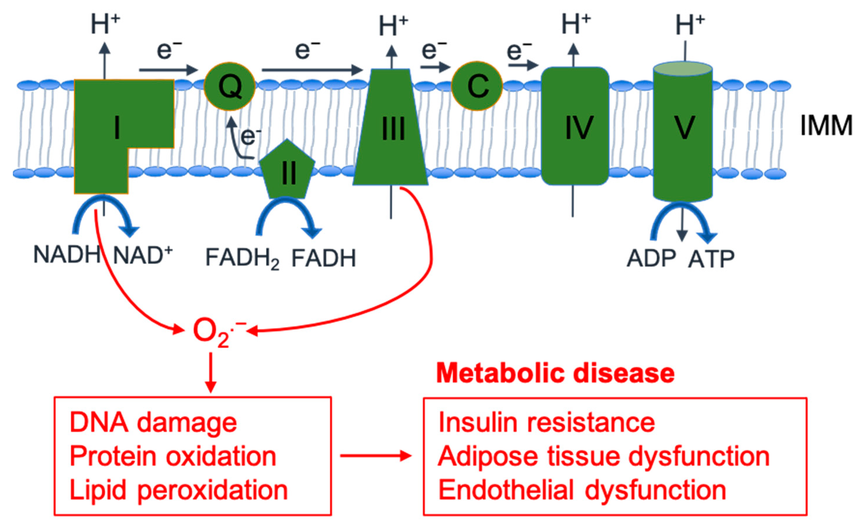 Antioxidants 12 01163 g001