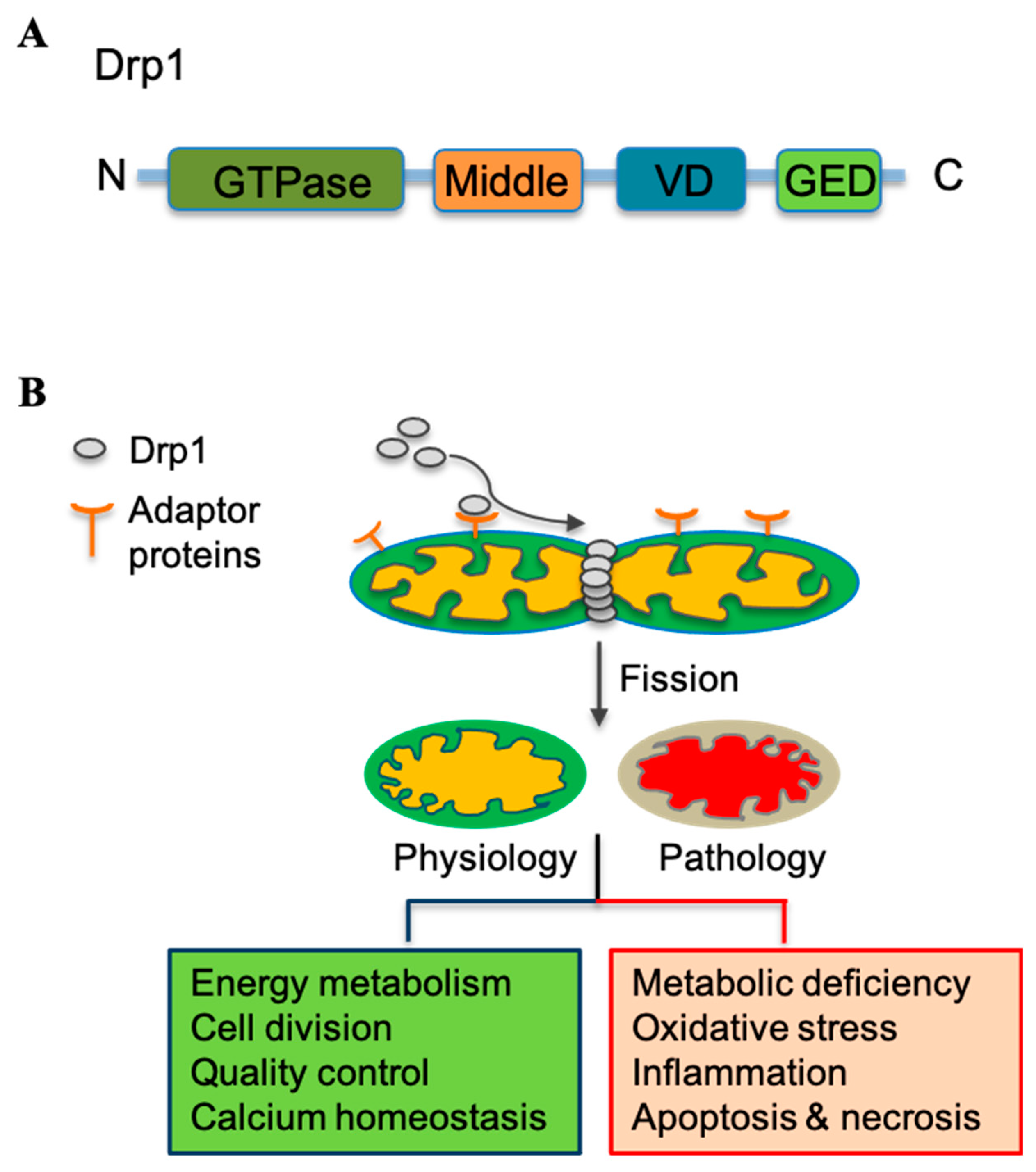 Antioxidants 12 01163 g002