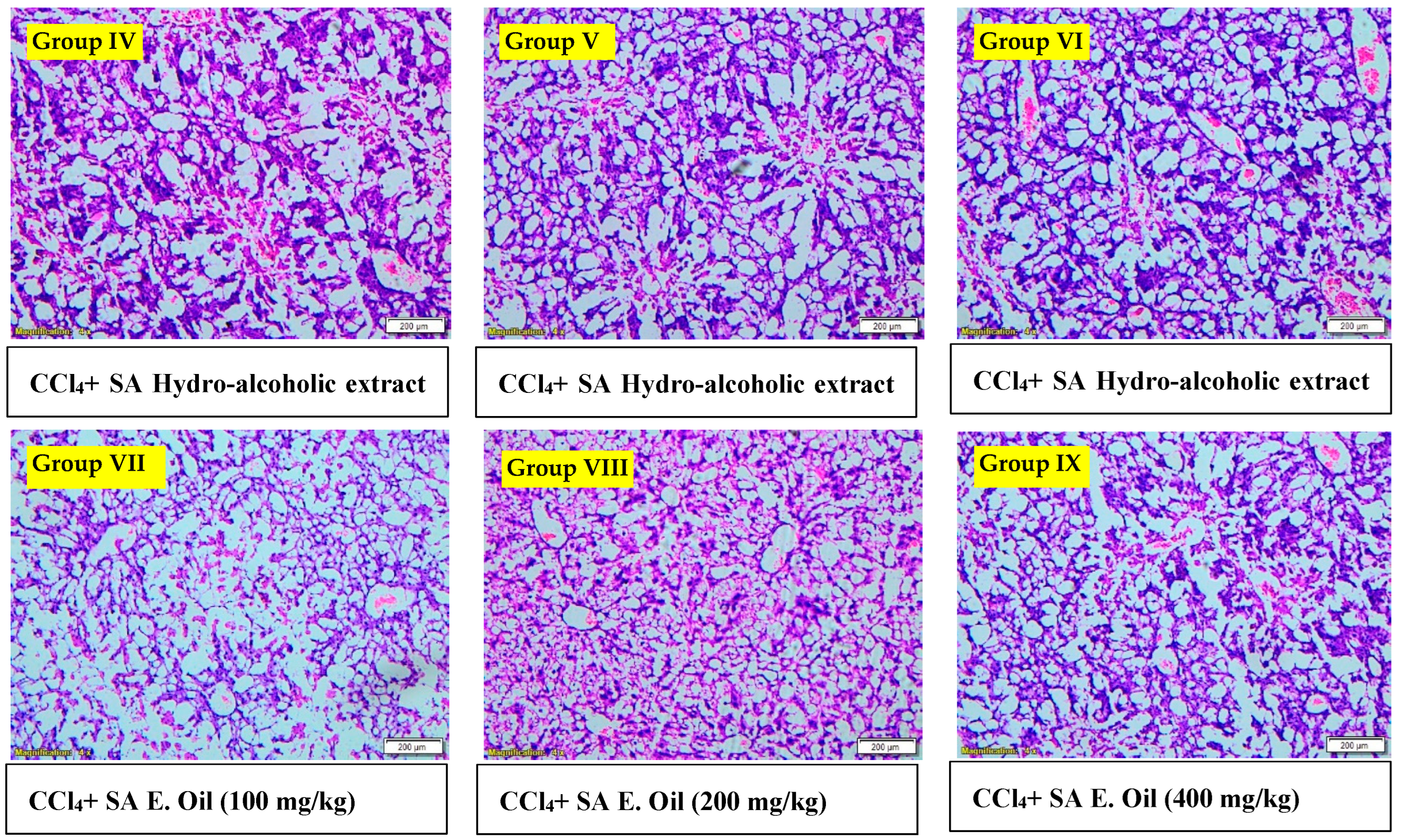 Antioxidants 12 01167 g008b Antioxidants 12 01167 g008b