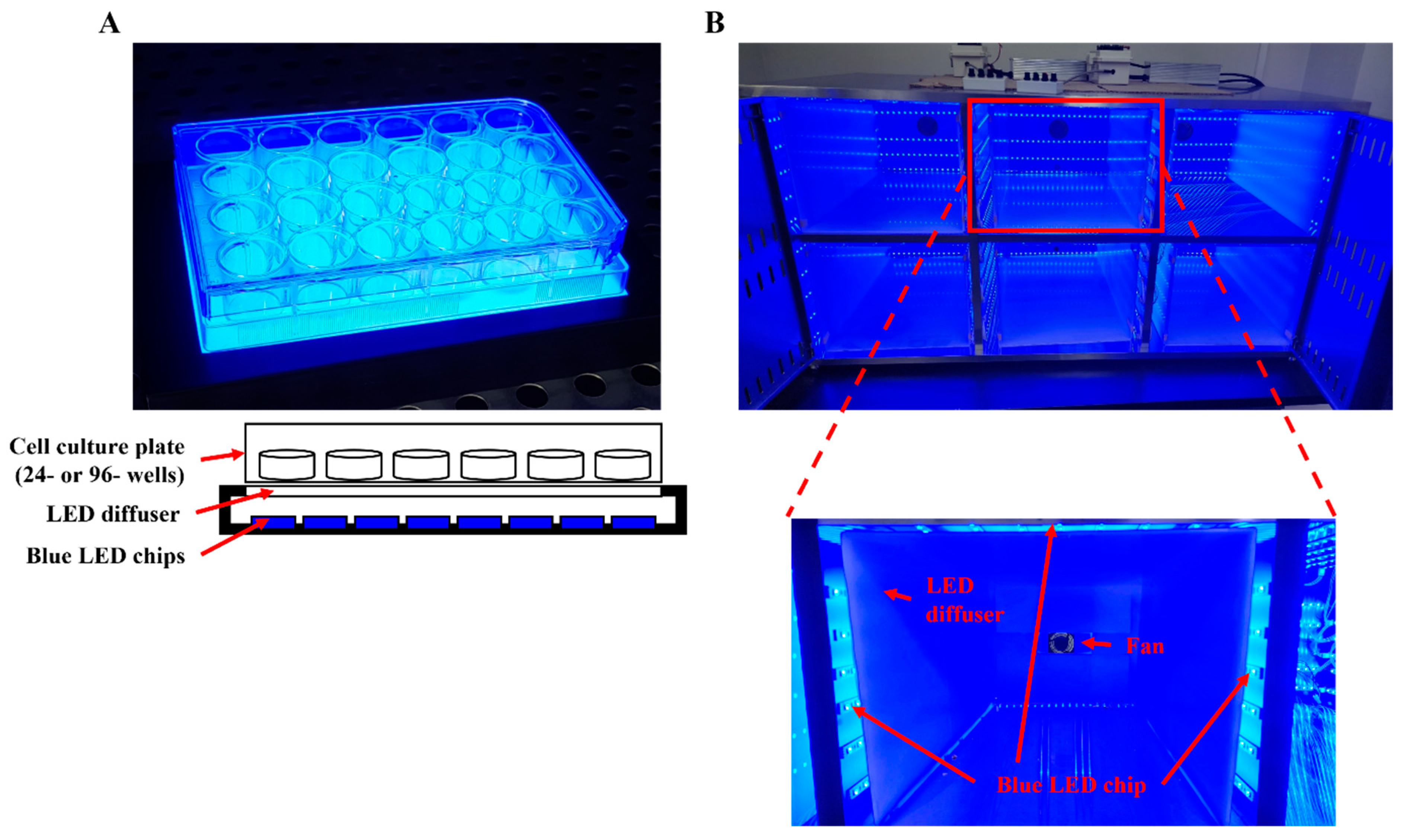 Antioxidants 12 01171 g001