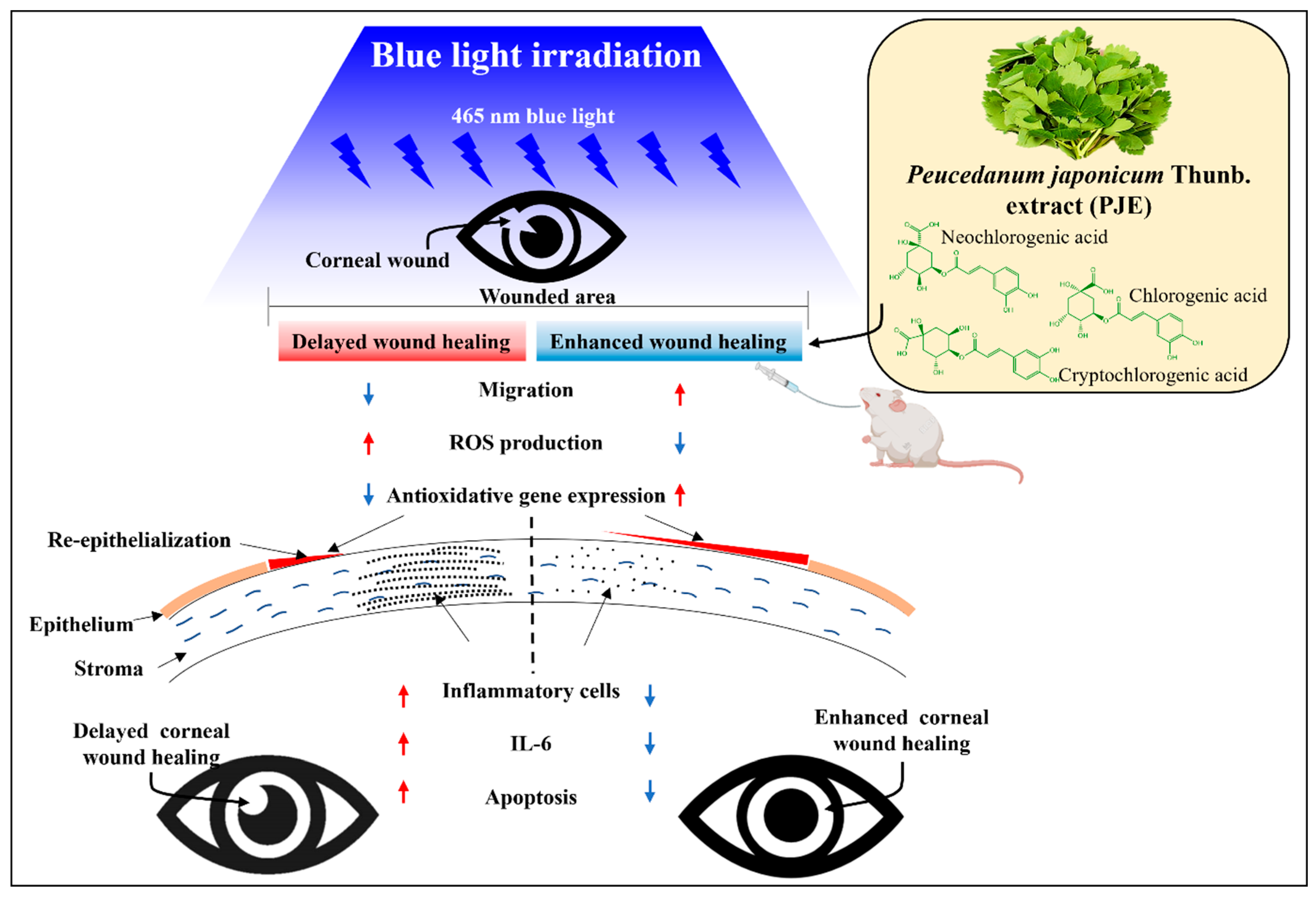 Antioxidants 12 01171 g012